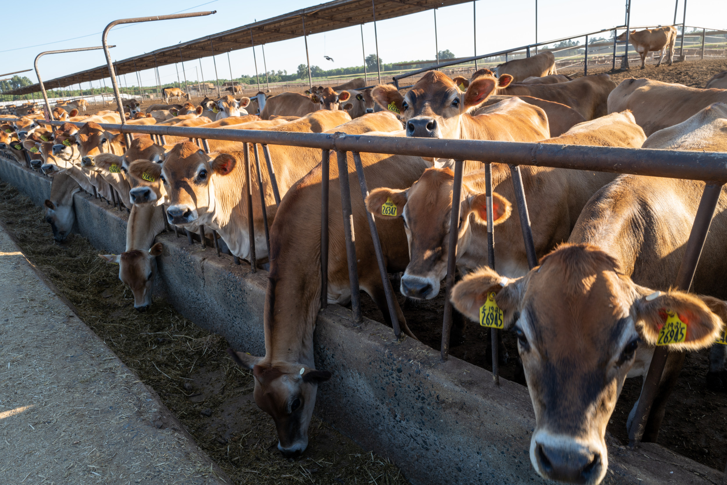 Plan to Track Cows Raises Alarm Bells With Republicans