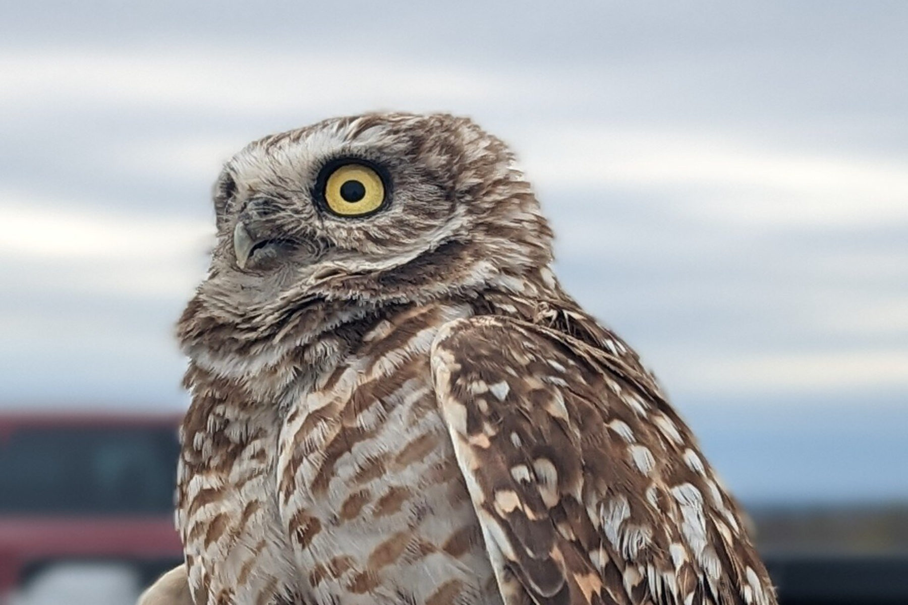 'Mystery' as Owl Migrates in Wrong Direction - Newsweek