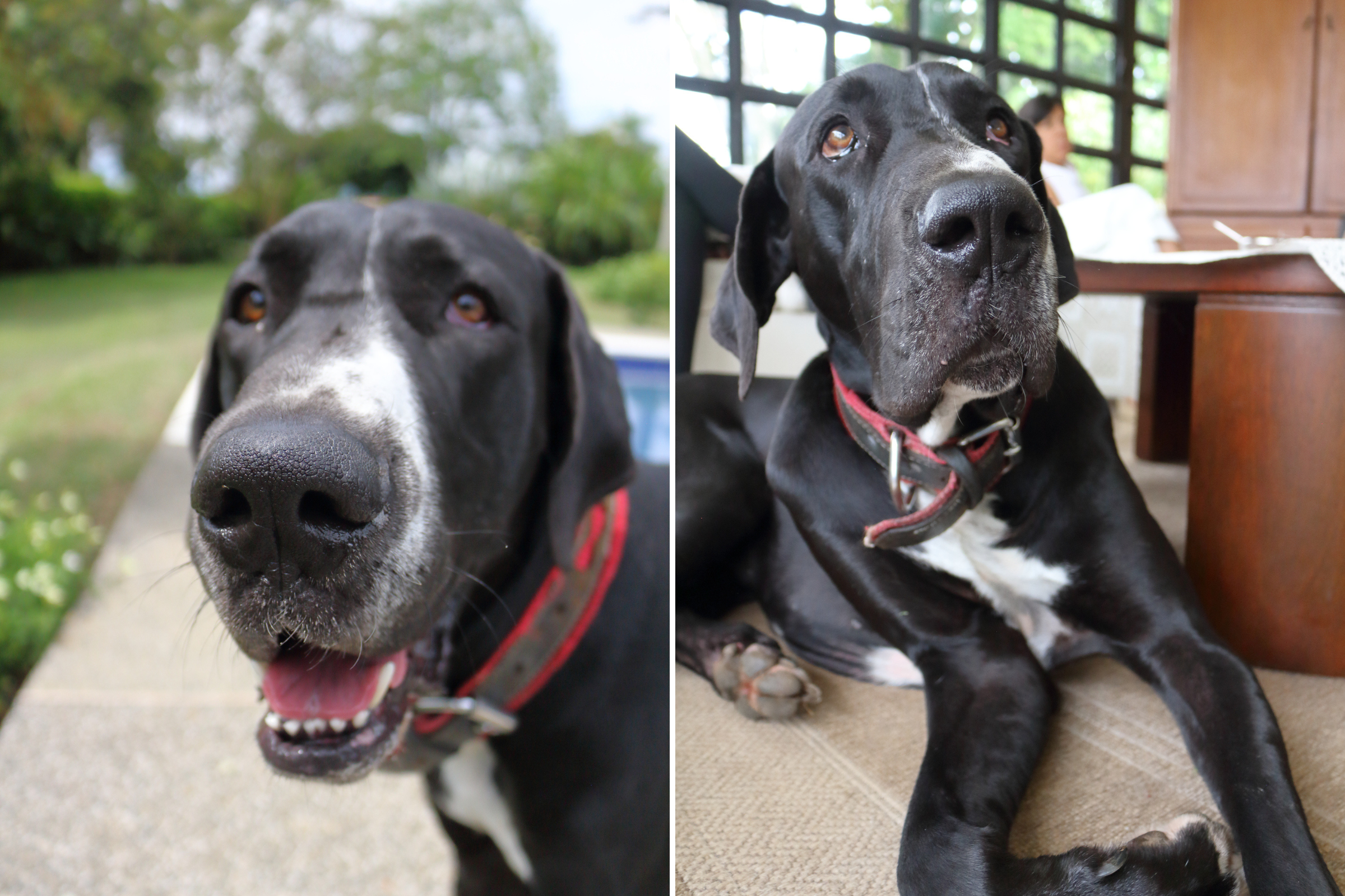 Hearts Melt as Great Dane Daddy Watches Puppies for the First Time