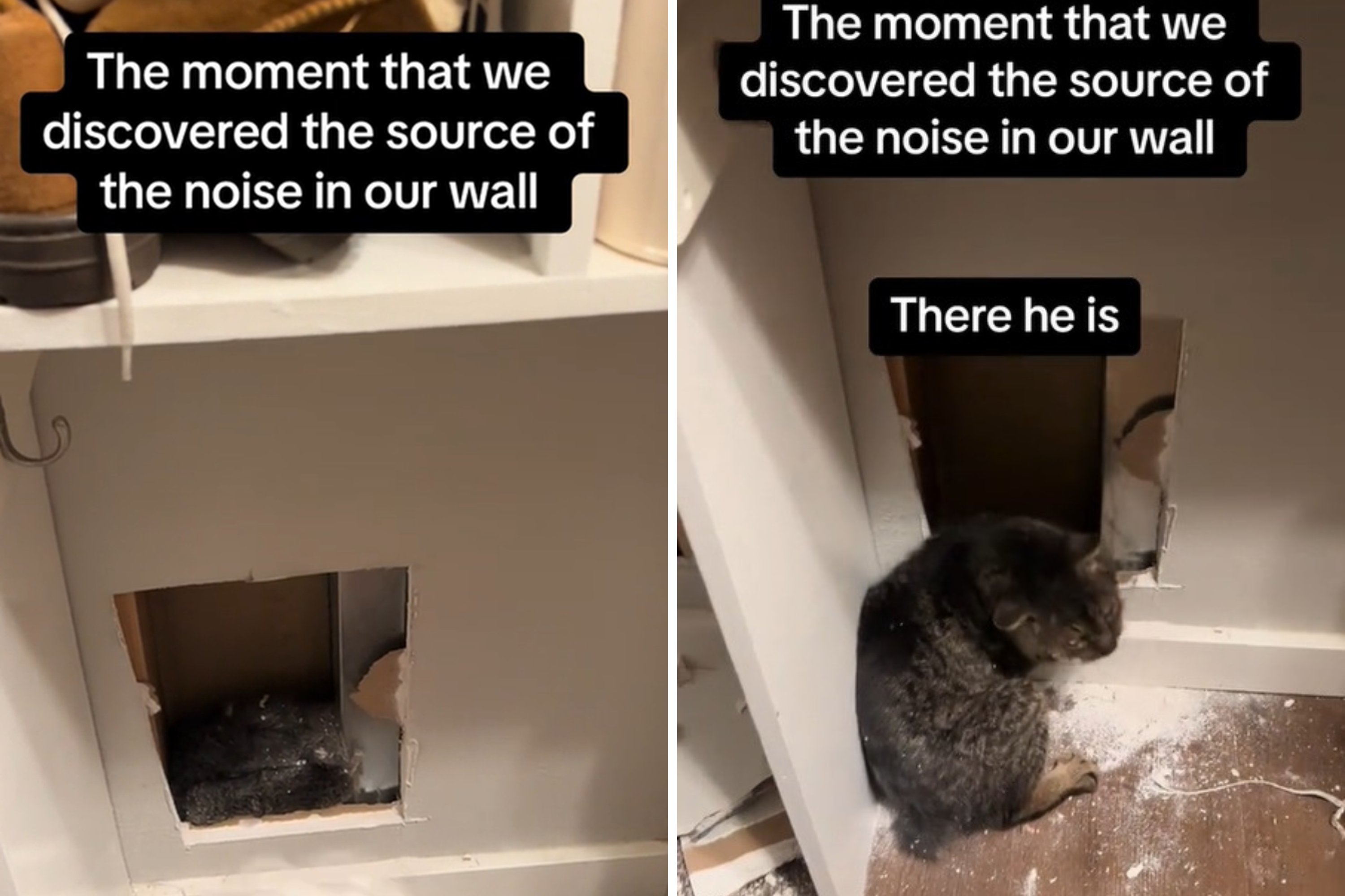 Woman Hears Noises in the Wall&mdash;Unprepared for What She Finds Hiding Inside