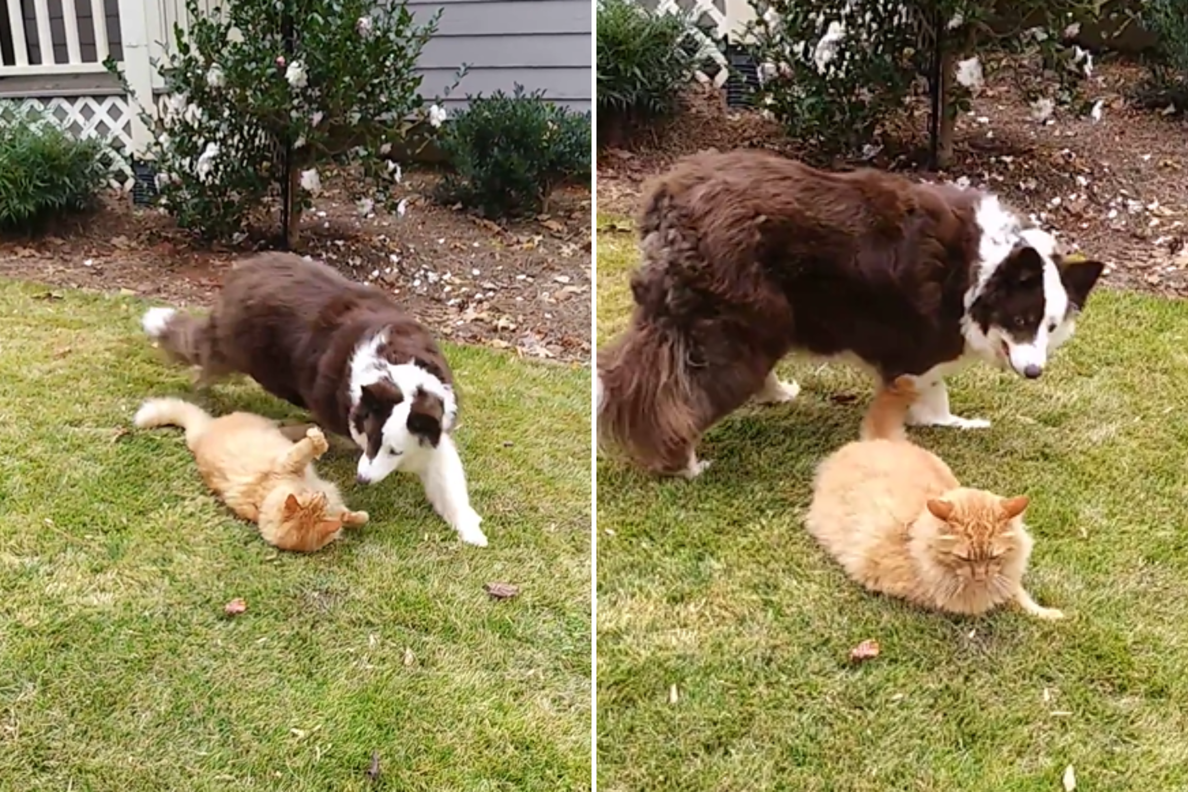 Border Collie Who Loves to Herd Neighbor's Cat Wins Pet of the Week - Vimarsana News