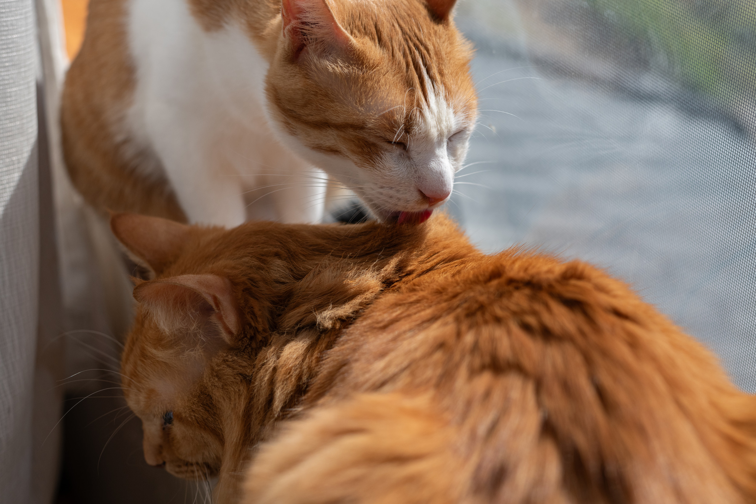 Lonely Senior Cat Gets New Sibling, Her Reaction Melts Hearts