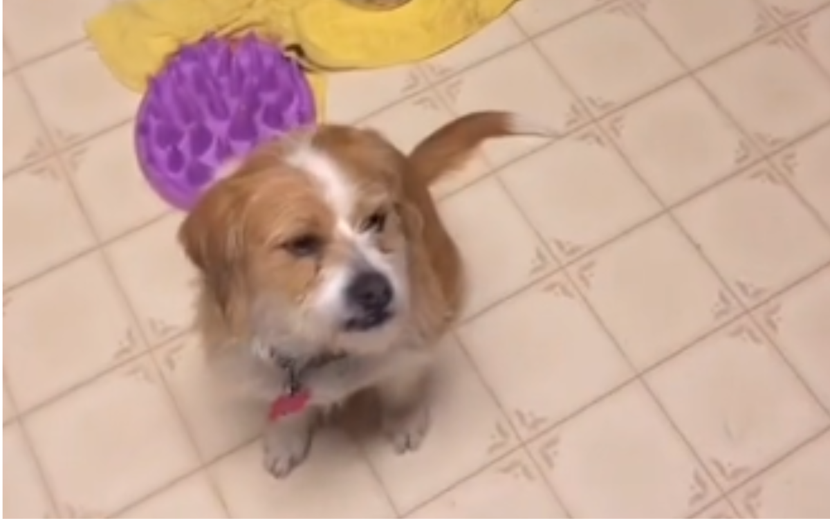 How Service Dog Helps Man With Schizophrenia During Hallucinations