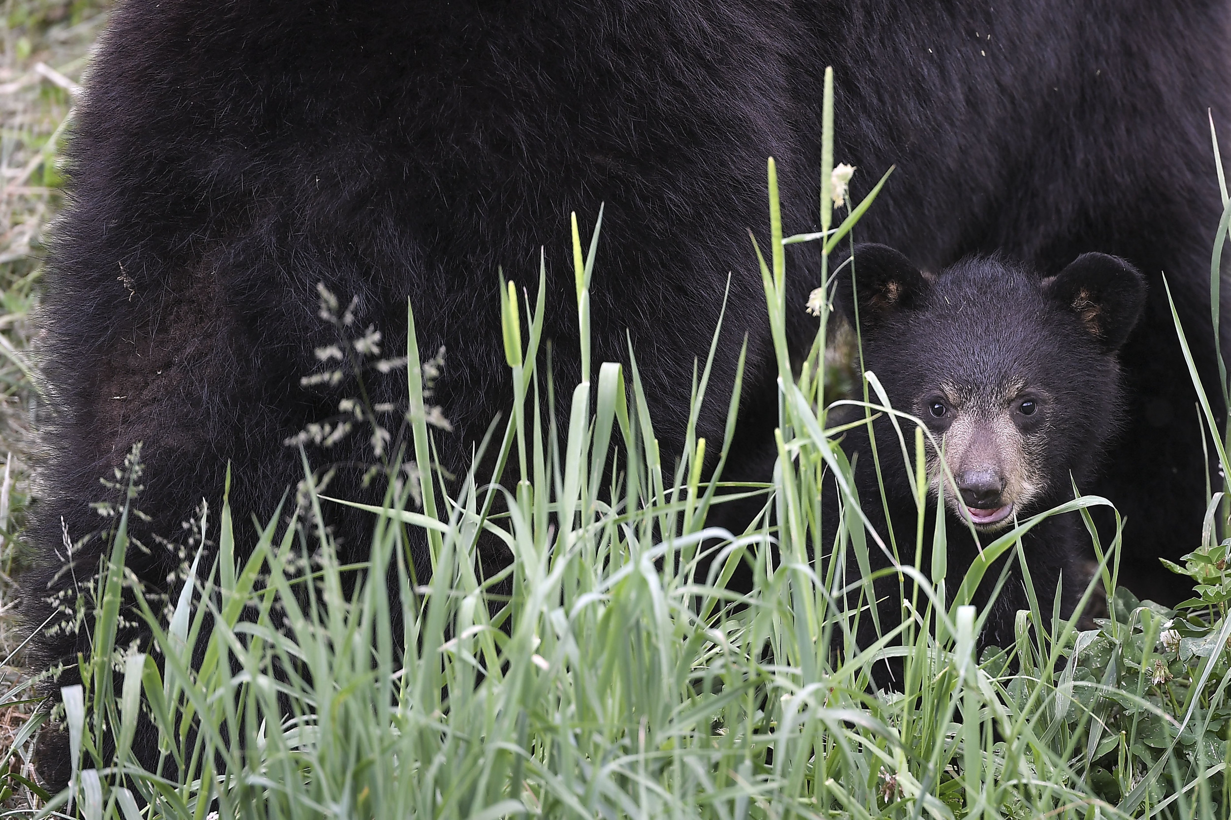 Bears Face Potential 'Mass Murder' in Florida Newsweek