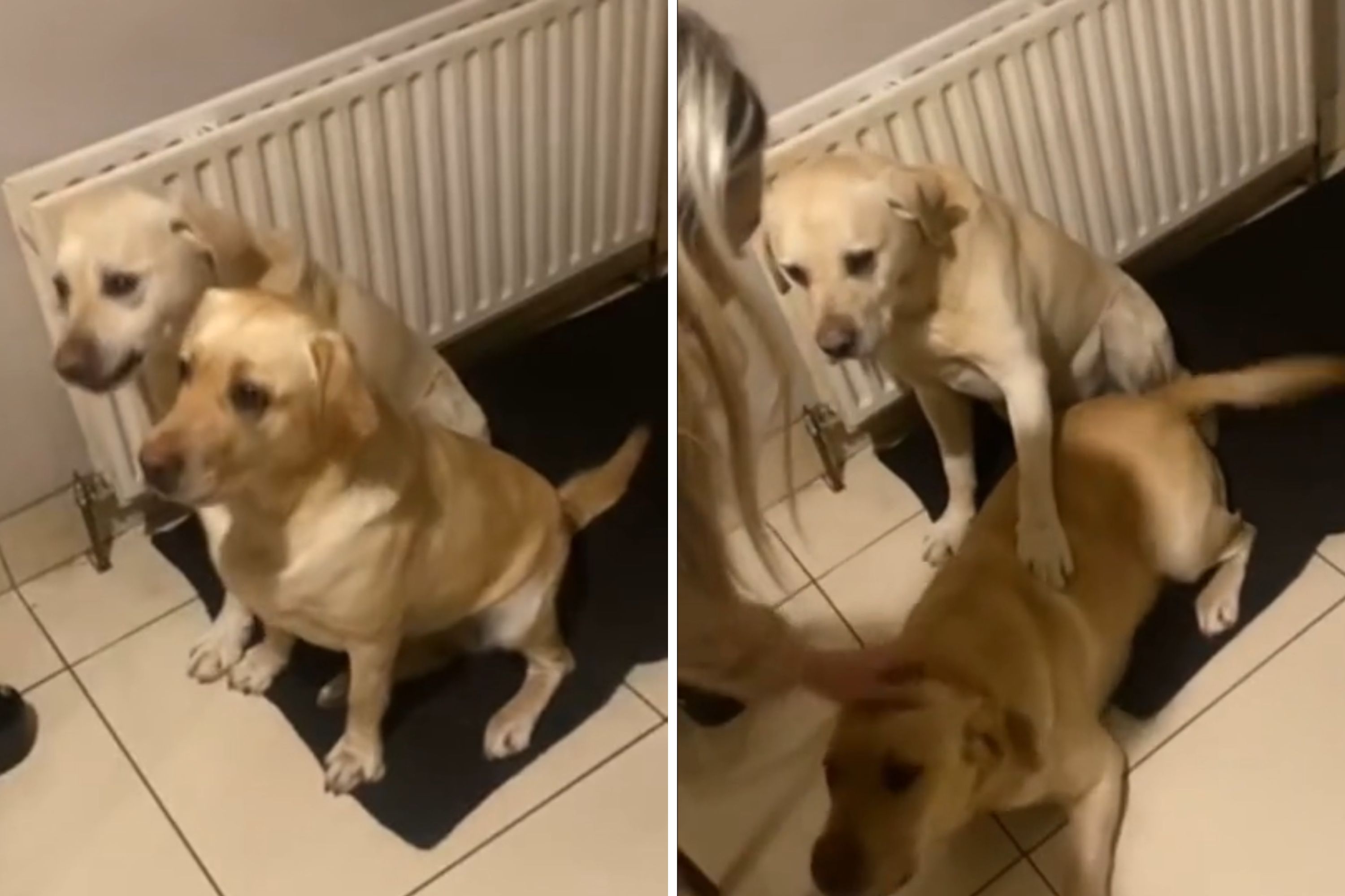 Watch as Fully Trained Dog Loses Patience With New Addition Poor