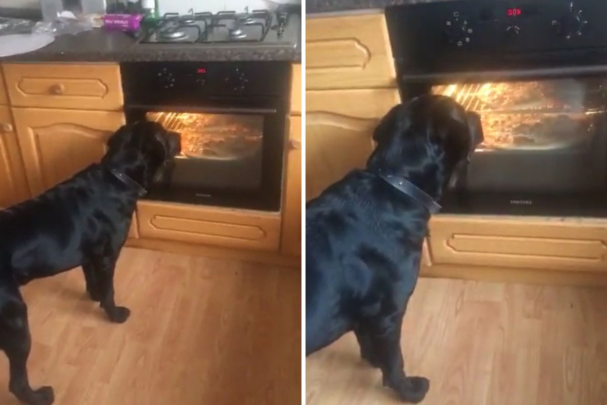 Dog watches pizza in oven
