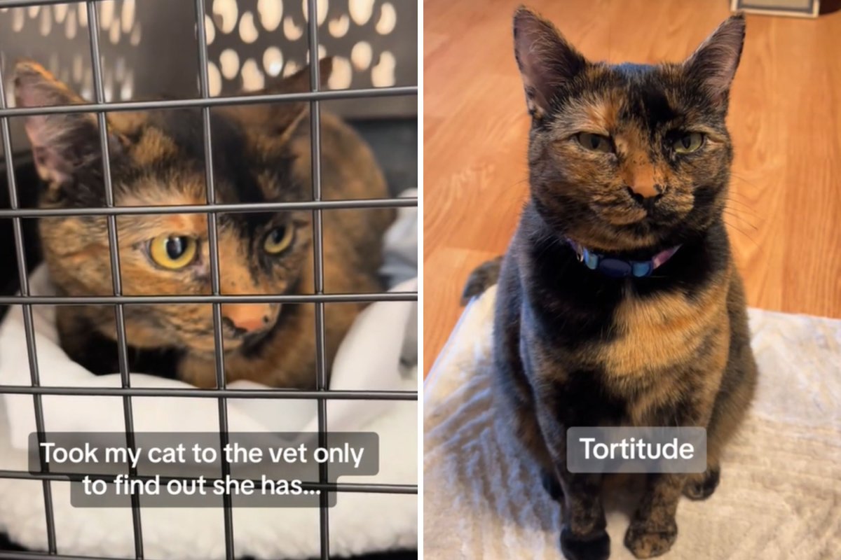 Woman Takes ‘Spicy’ Cat to the Vet, in Utter Shock at the Diagnosis