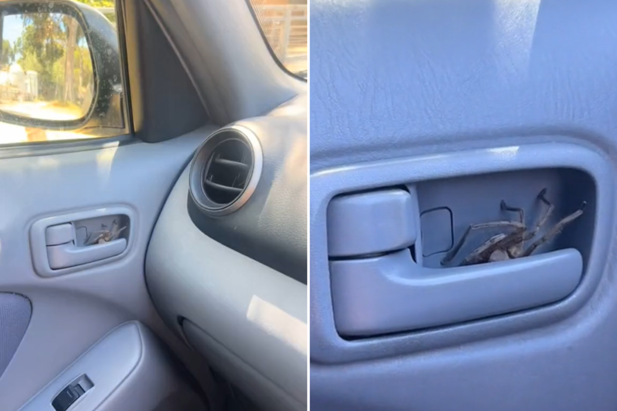 Spider in car