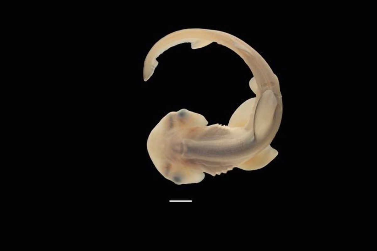 Secrets of Hammerhead Sharks Revealed in 'Very Rare' Images - Vimarsana News