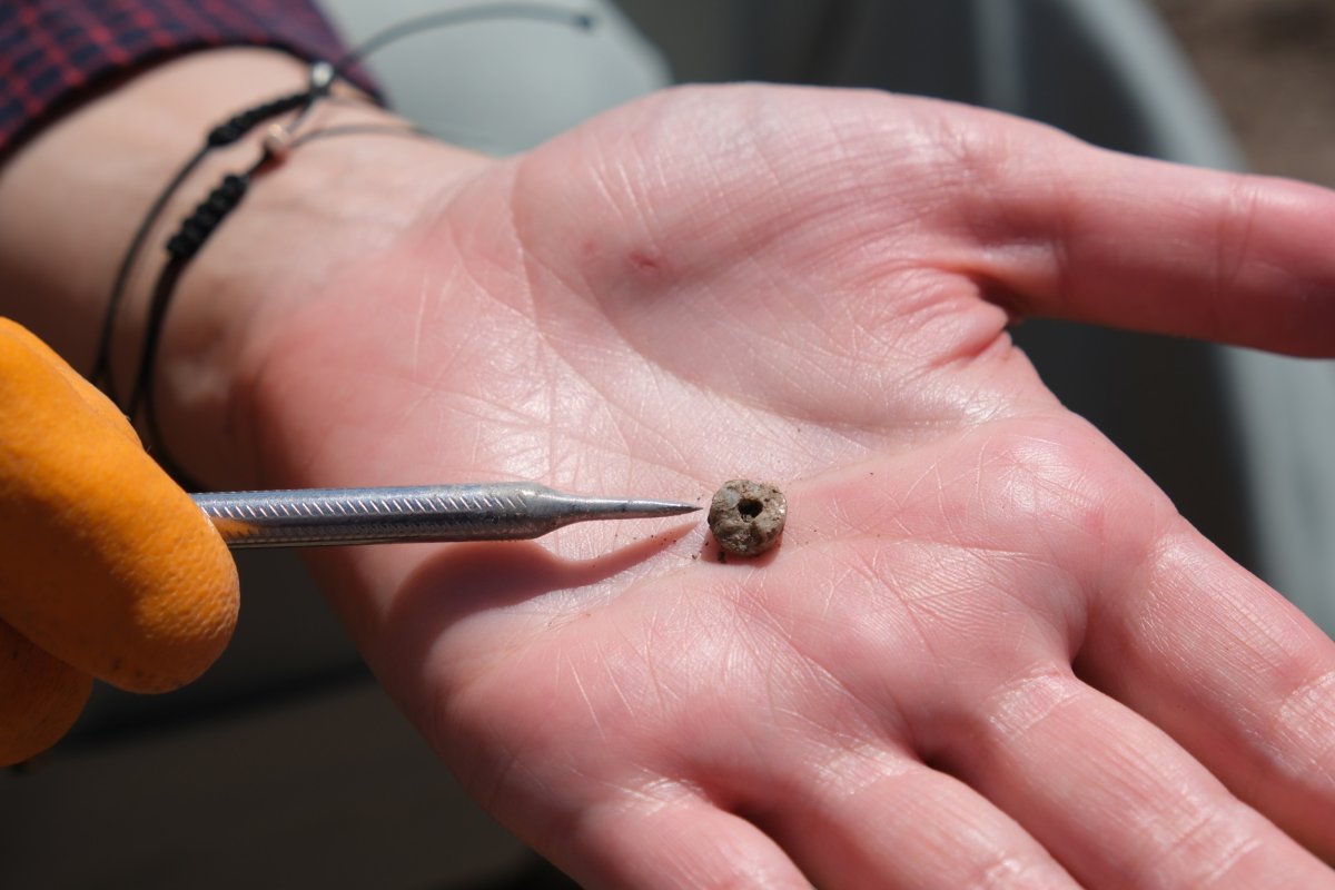 Prehistoric body piercing found in Turkey