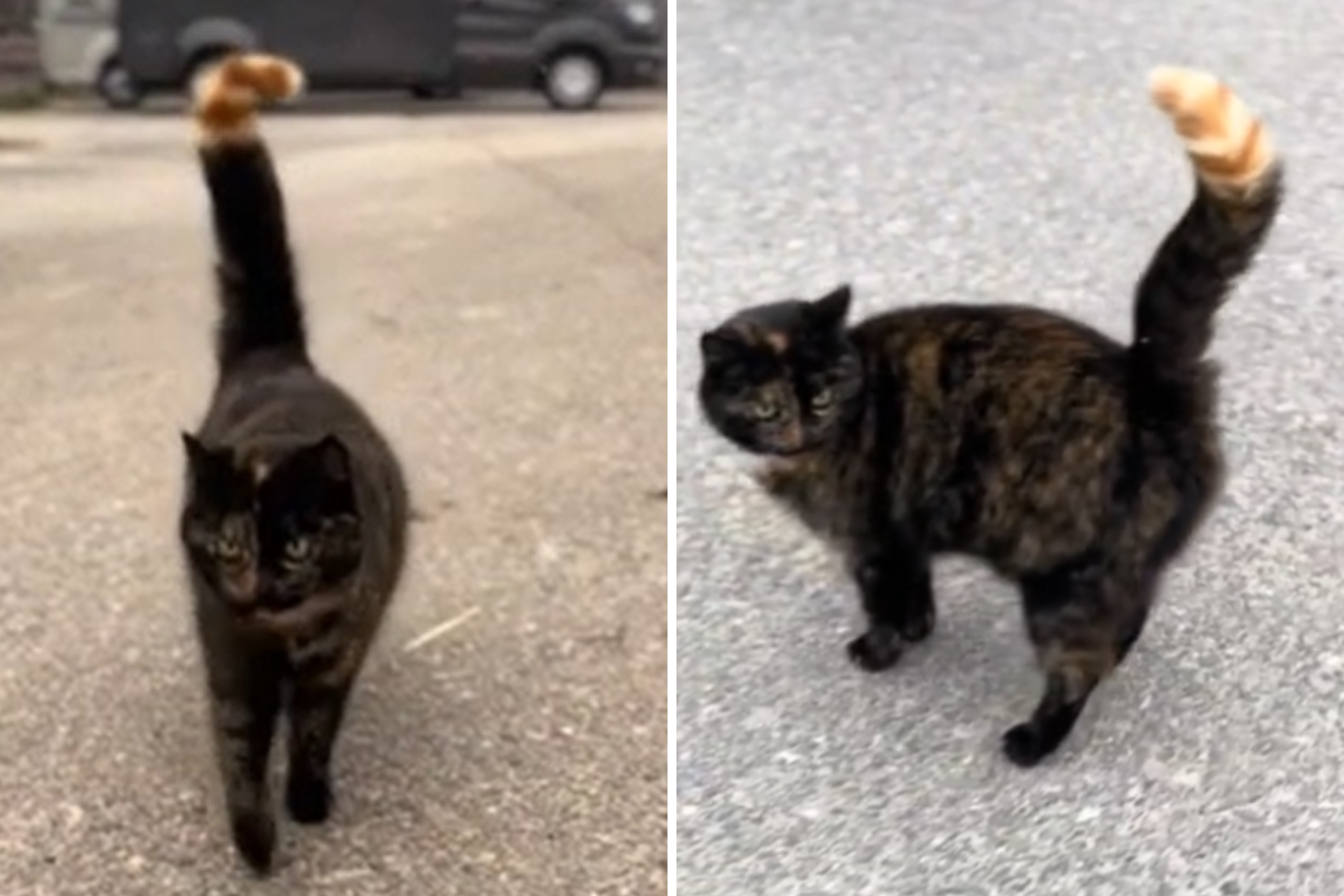 Internet Can't Get Over What Makes Rescue Cat So Rare - Vimarsana News