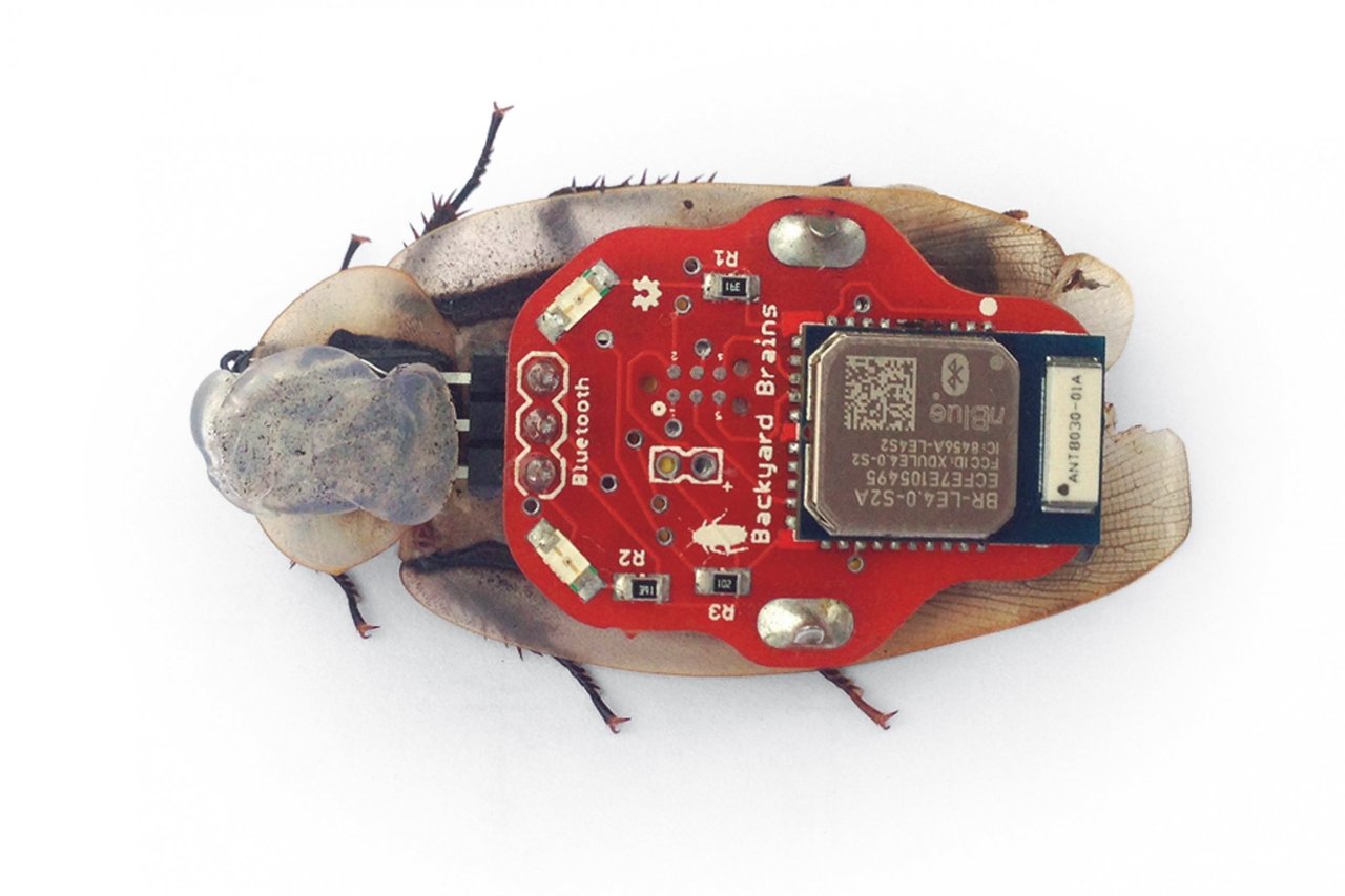 BW bionic bug