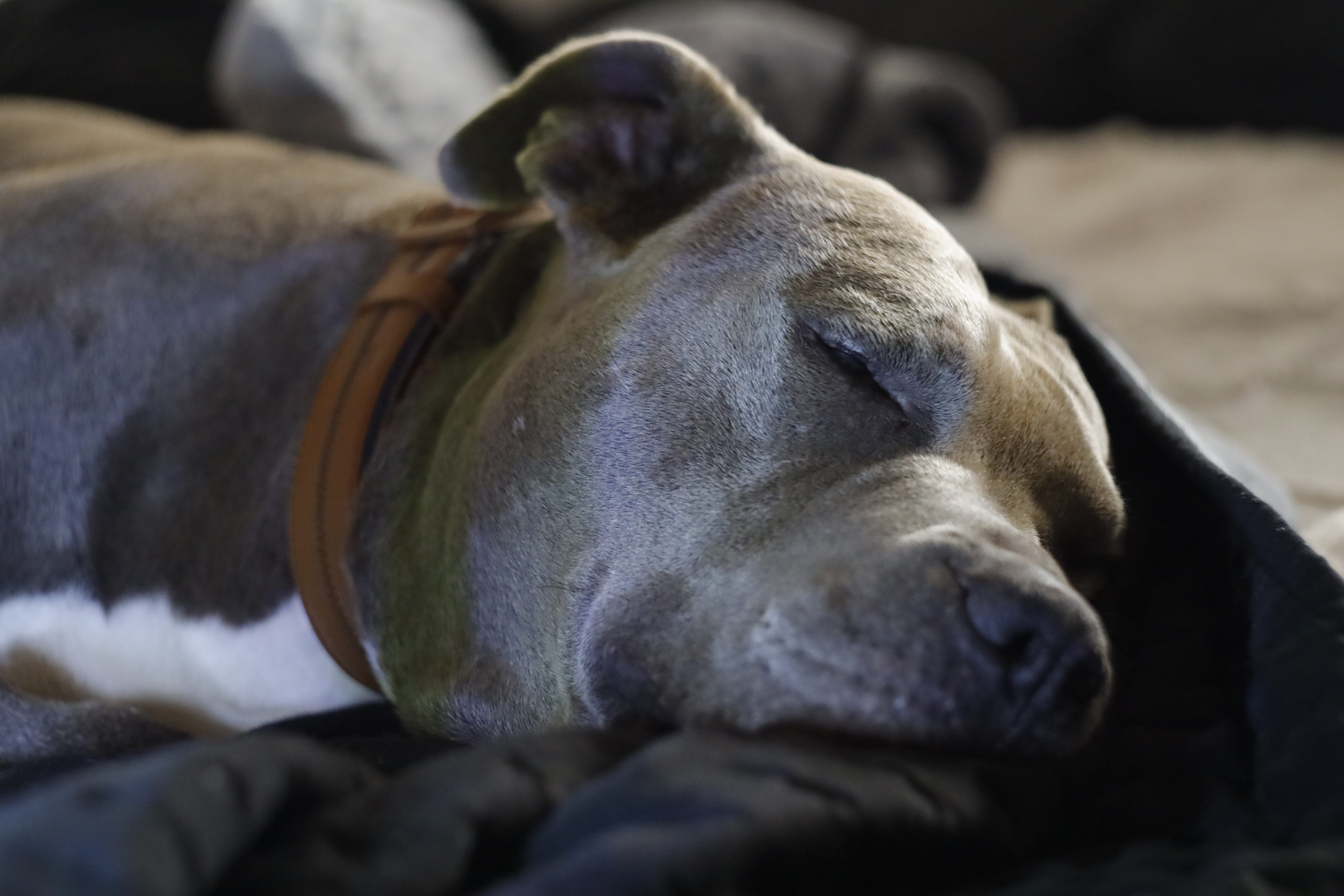 「最初の5年間を外で鎖につながれて」過ごした救助犬、ついに暖かく安全に