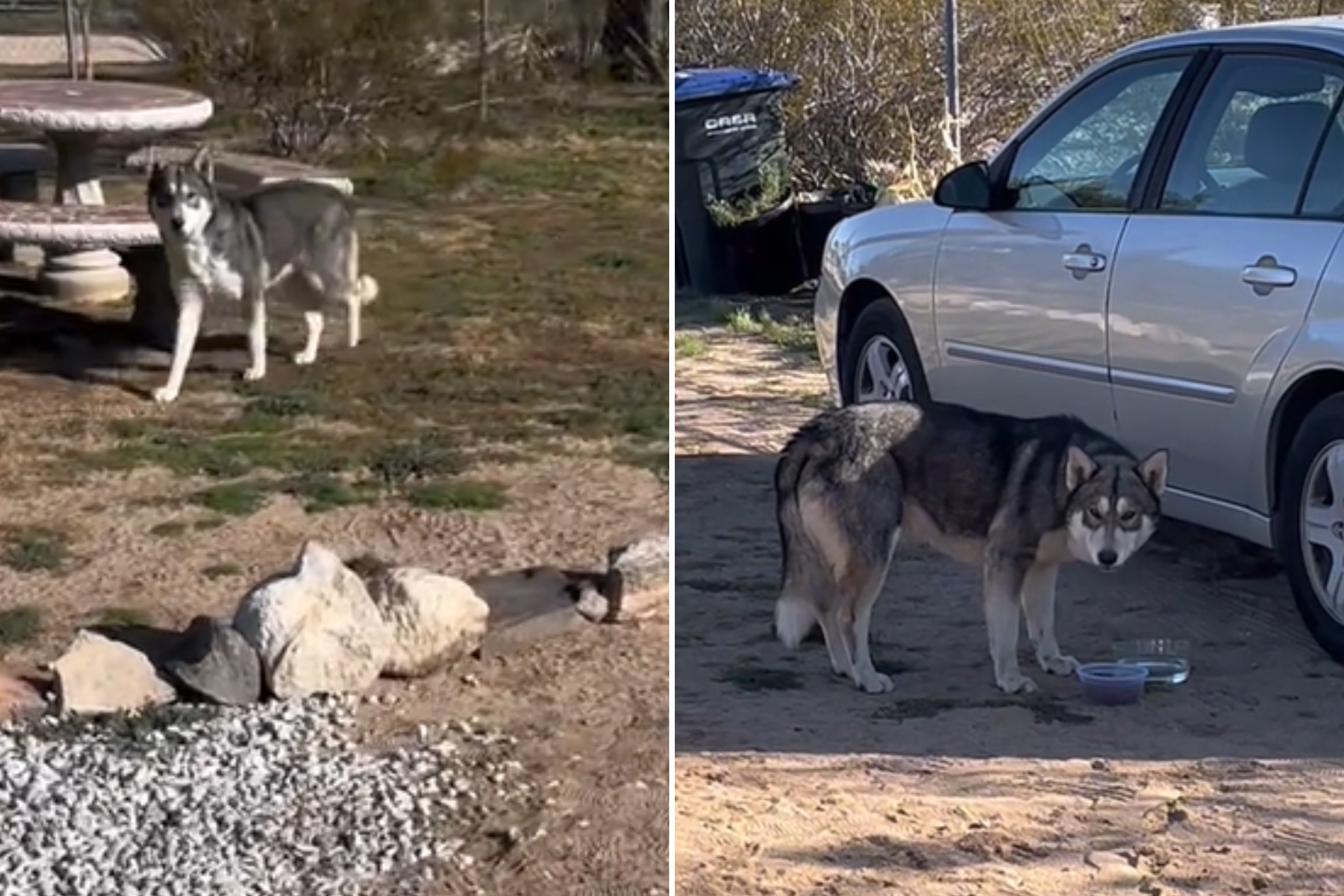 Man Thinks Wolf Has Broken In, Ends Up With New Pet