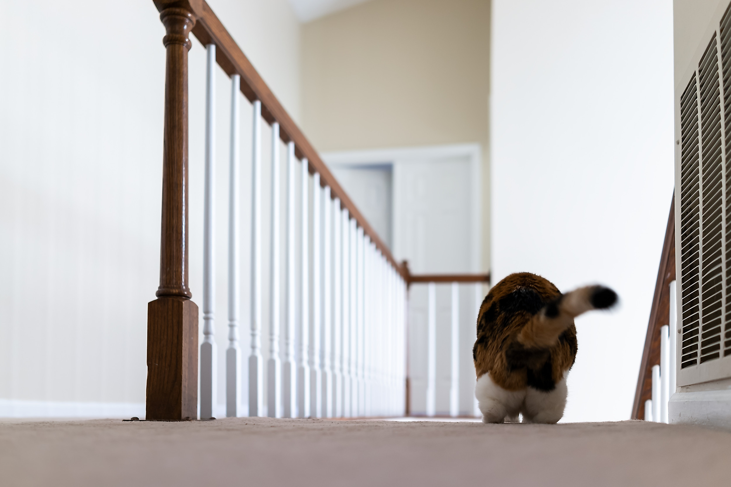 Cat's First Encounter With 'Carpeted Stairs' Has in Hysterics