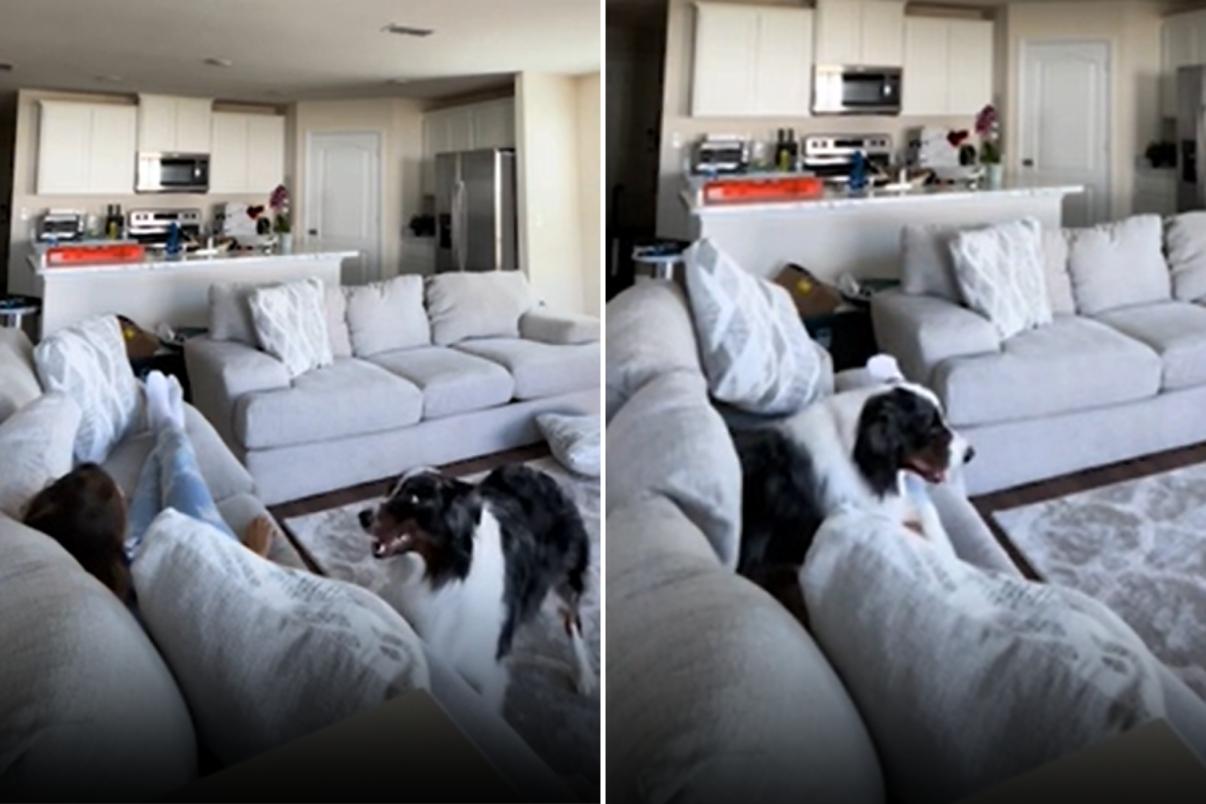 Watch a Service Dog Leap Into Action During Owner's Seizure: 'Proud' - Vimarsana News