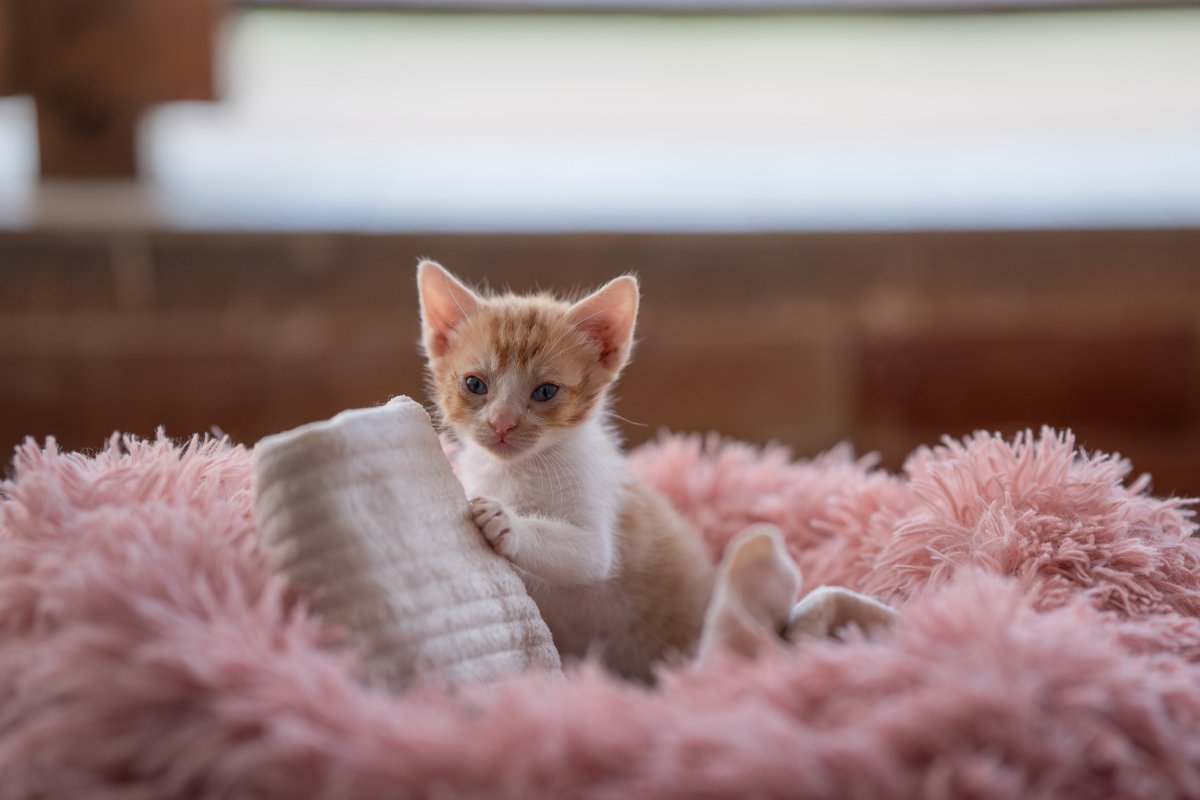 Kitten sitting in blanket. 