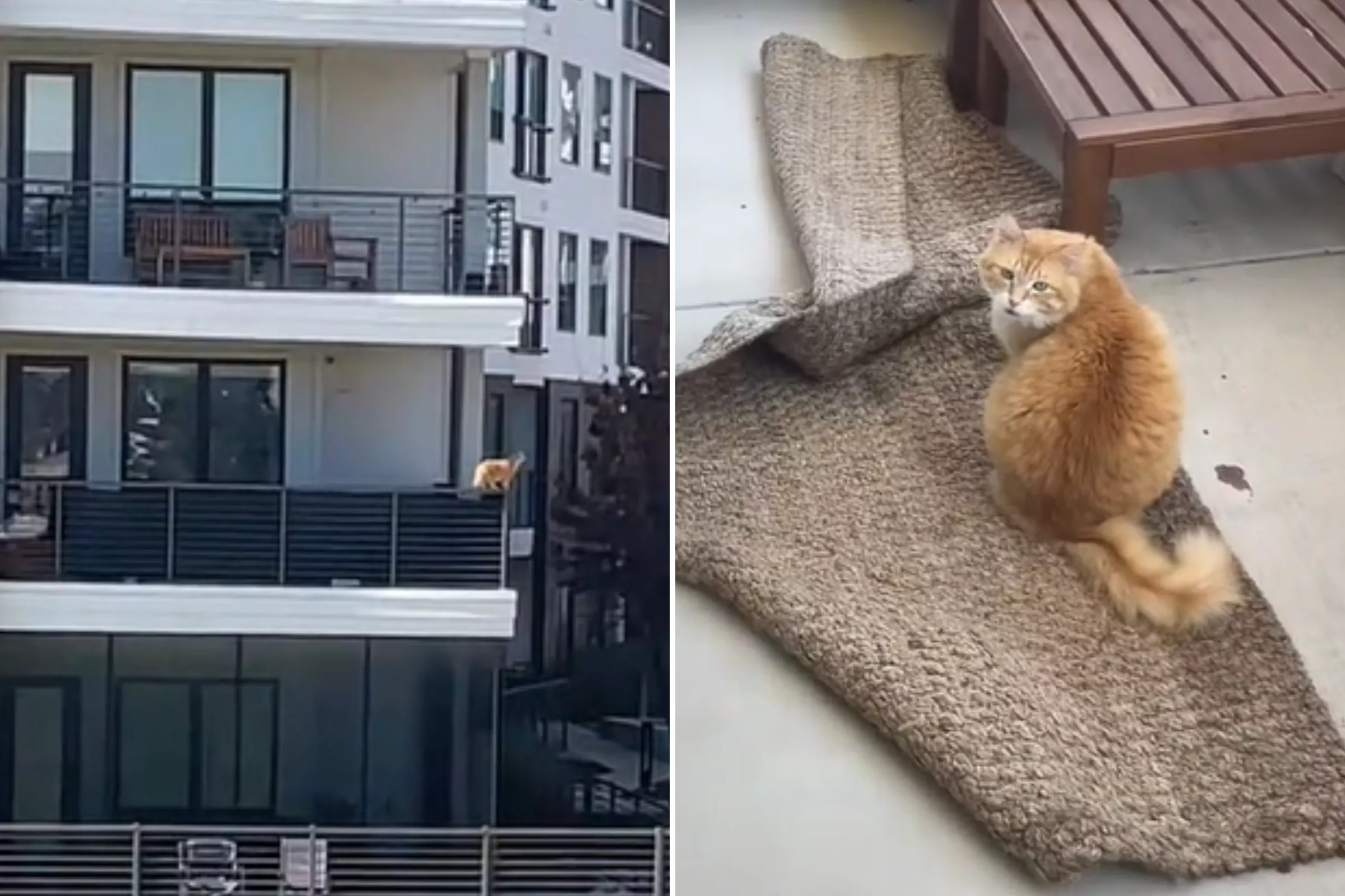 Cat Owner on Walk Looks Back at Her House—What She Sees Makes Her Rush Home - Vimarsana News