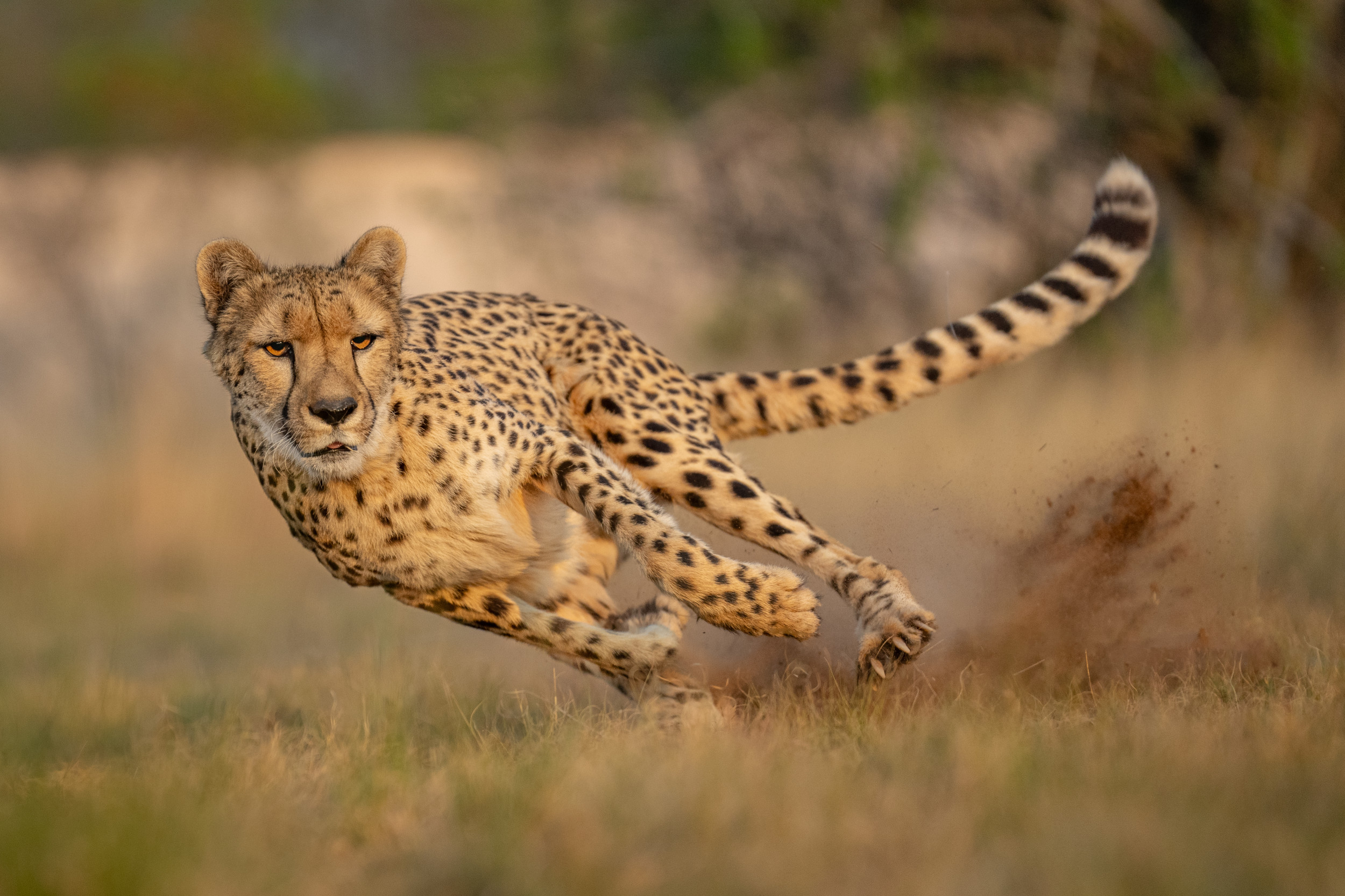 Les scientifiques découvrent pourquoi les guépards sont si rapides
