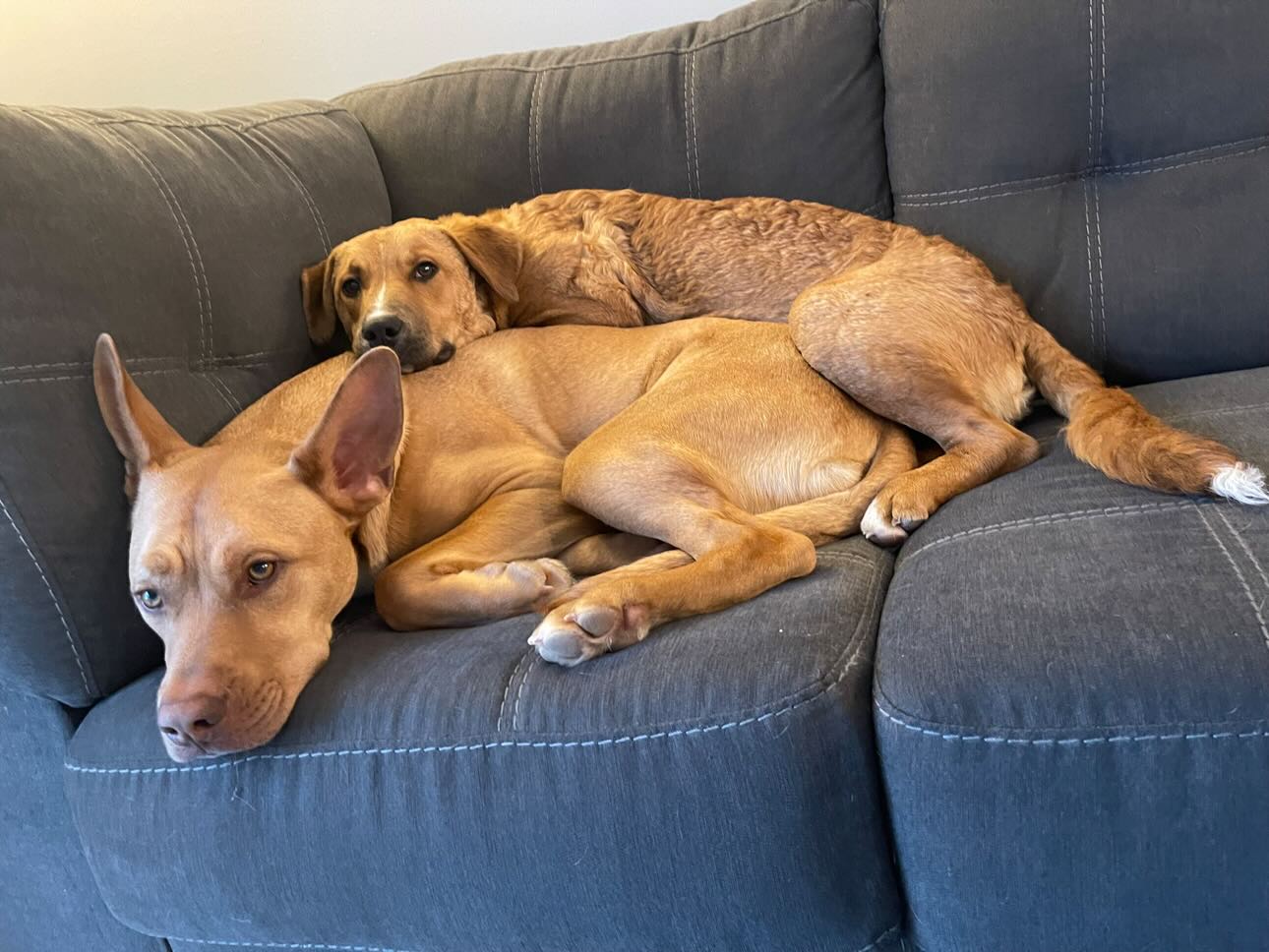 里子犬と犬との切っても切れない絆がネットを喜ばせる：「とても感謝している」