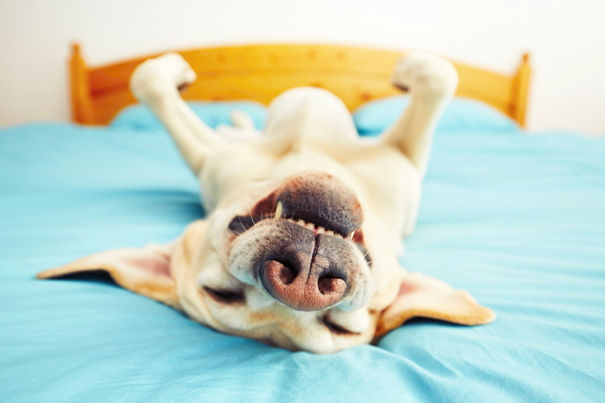 Dog breeds that store snore