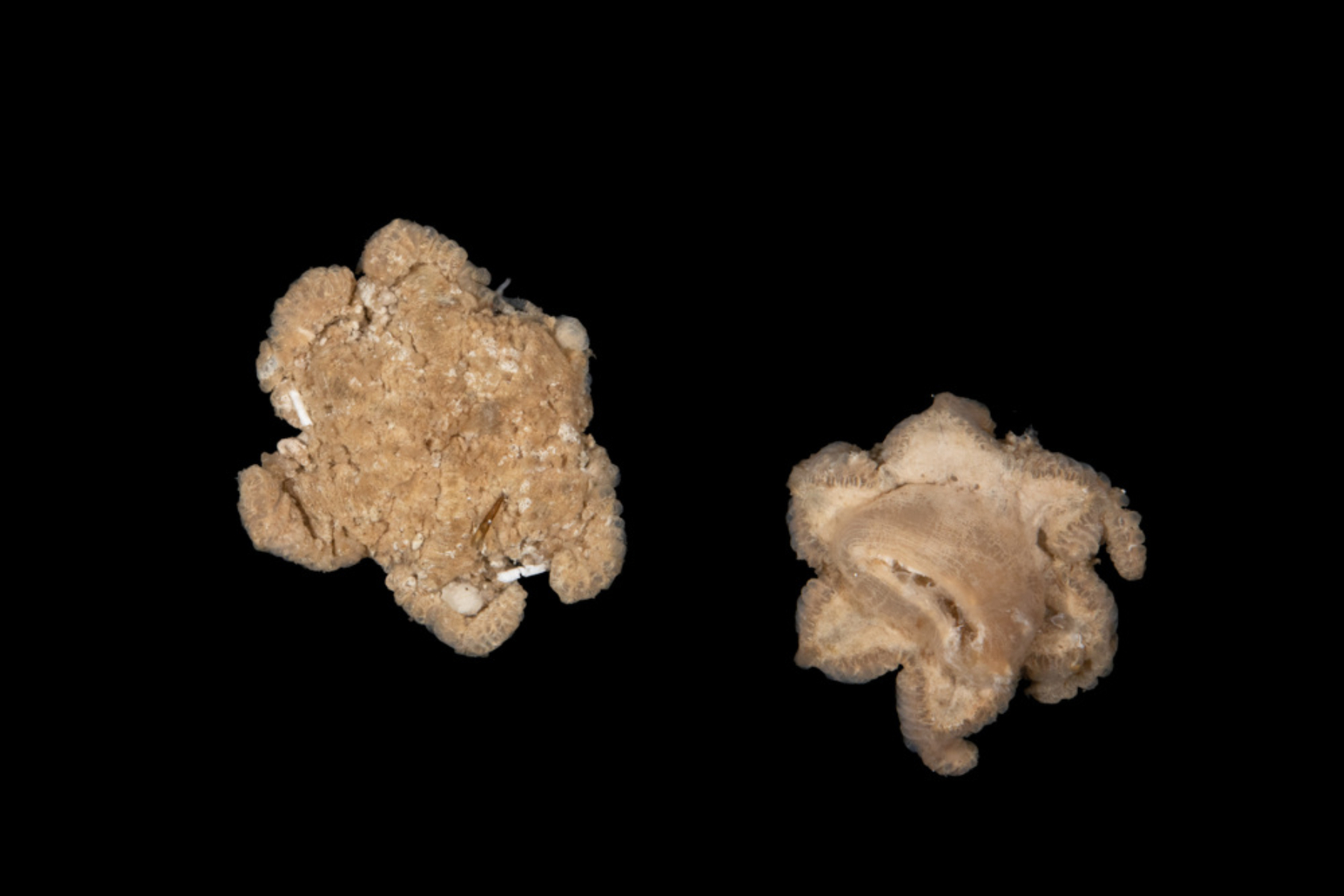 'Baffling' New Species Found in Ocean Trench Defies Identification - Vimarsana News
