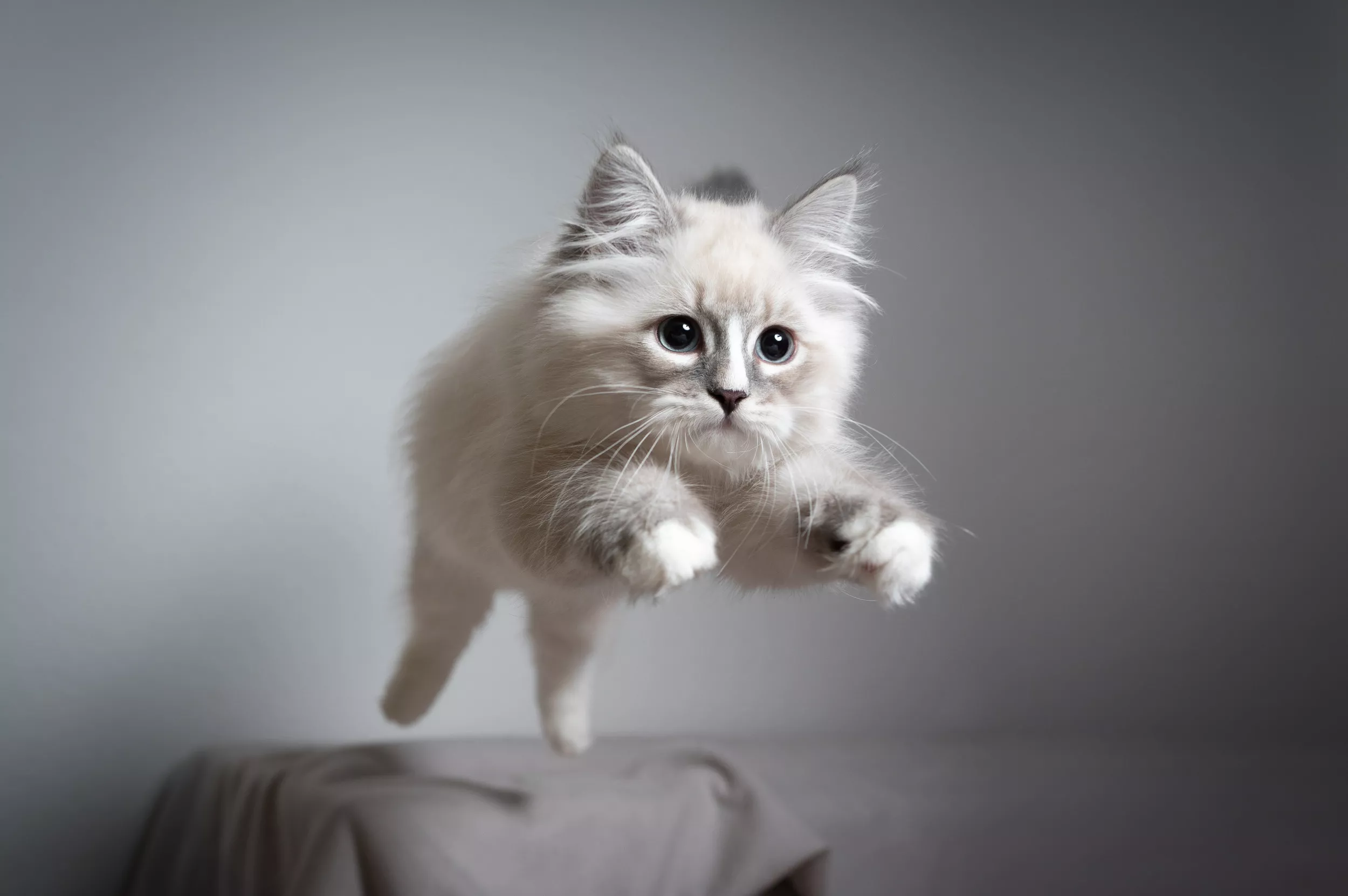 Cat's Reaction to His Owner Shaking Bag of Treats Has Internet in Stitches - Vimarsana News