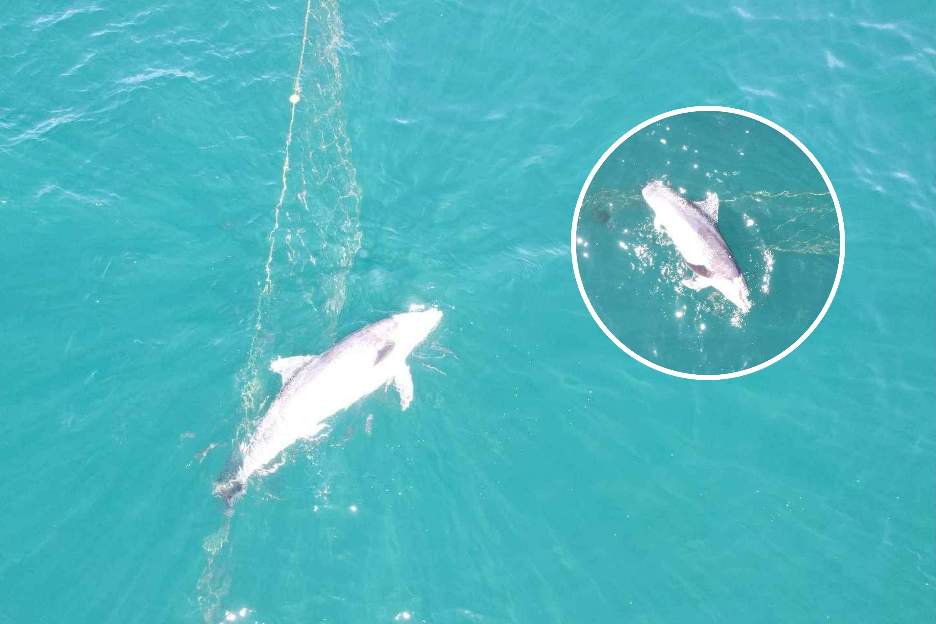 Dolphin Drowned in Beach's Controversial Shark Net, Video Shows
