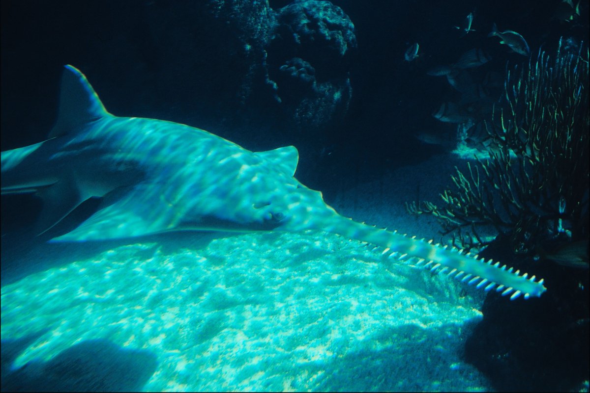 sawfish