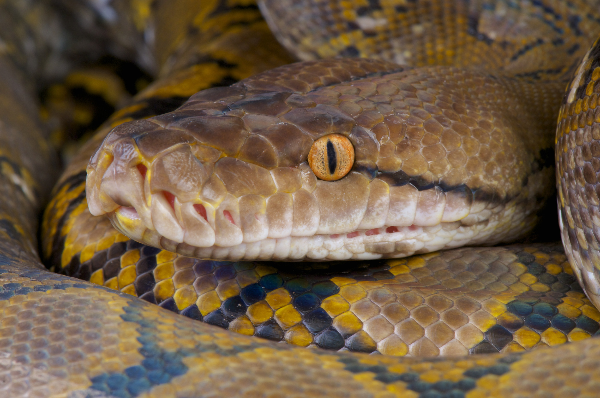 Python Meat Could Feed the Planet 'High-Quality Protein,' Says ...