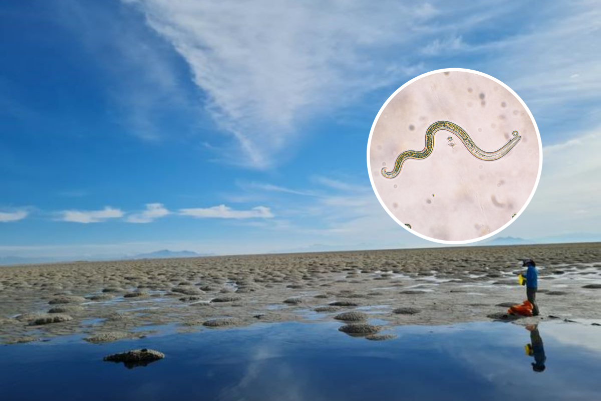 Great salt lake and worms 
