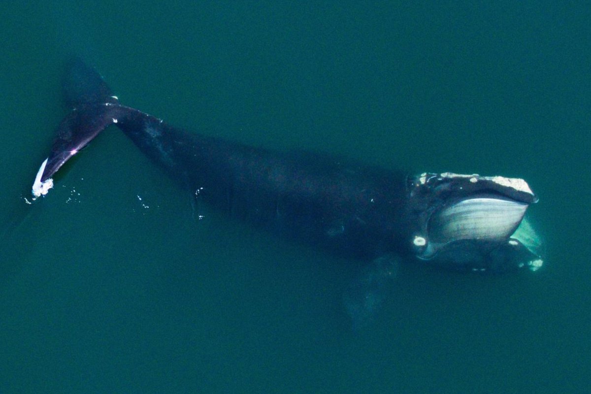 northern right whale feeding