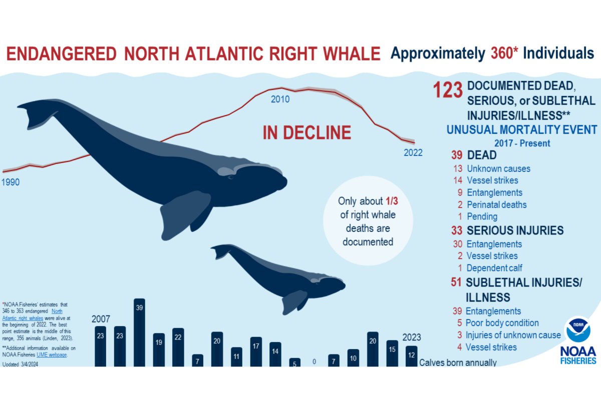 north atlantic right whales.