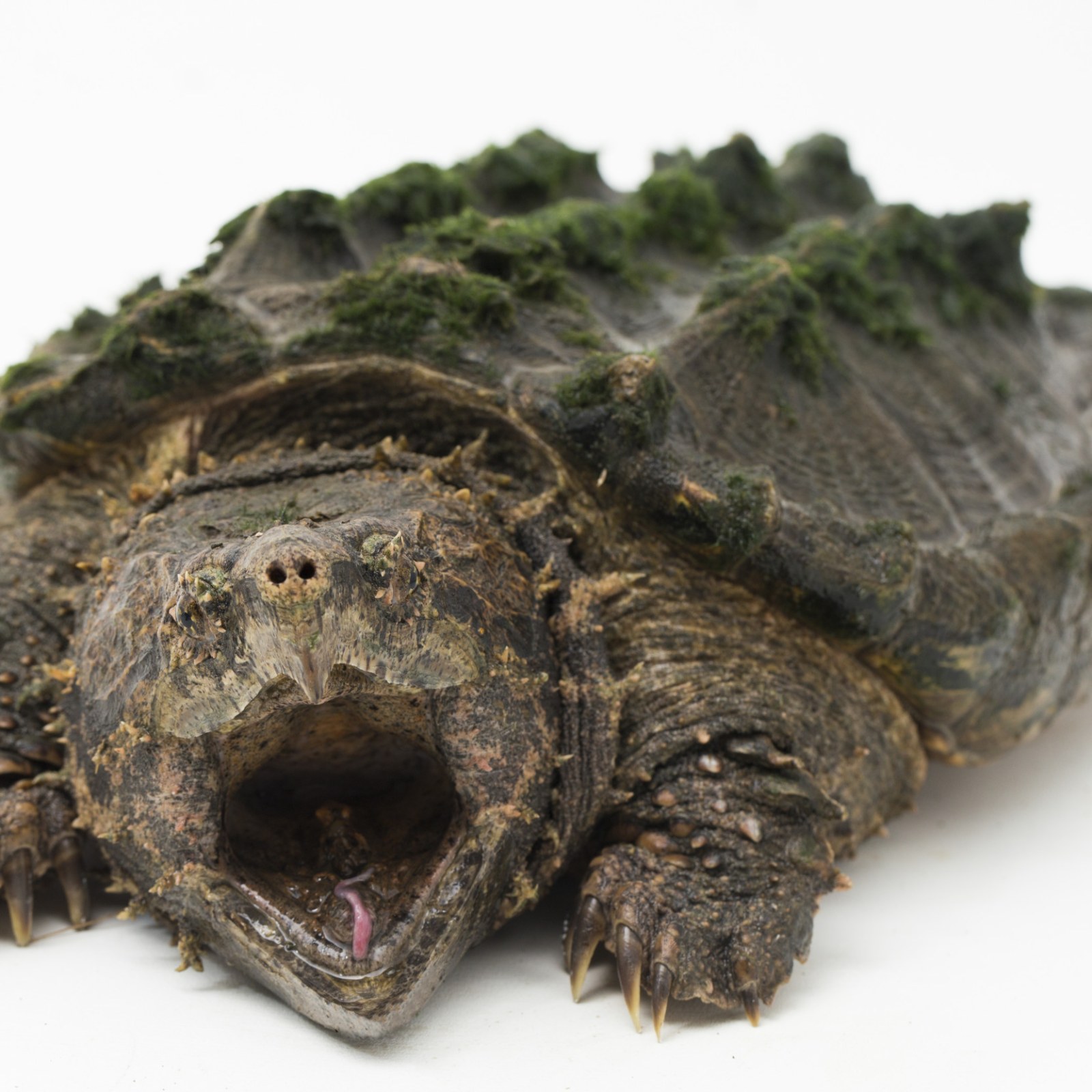 Giant Alligator Snapping Turtle Bite