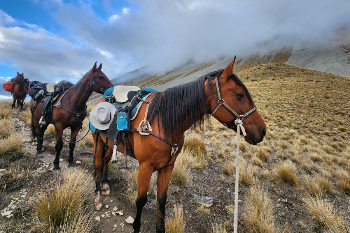 Horses on trail
