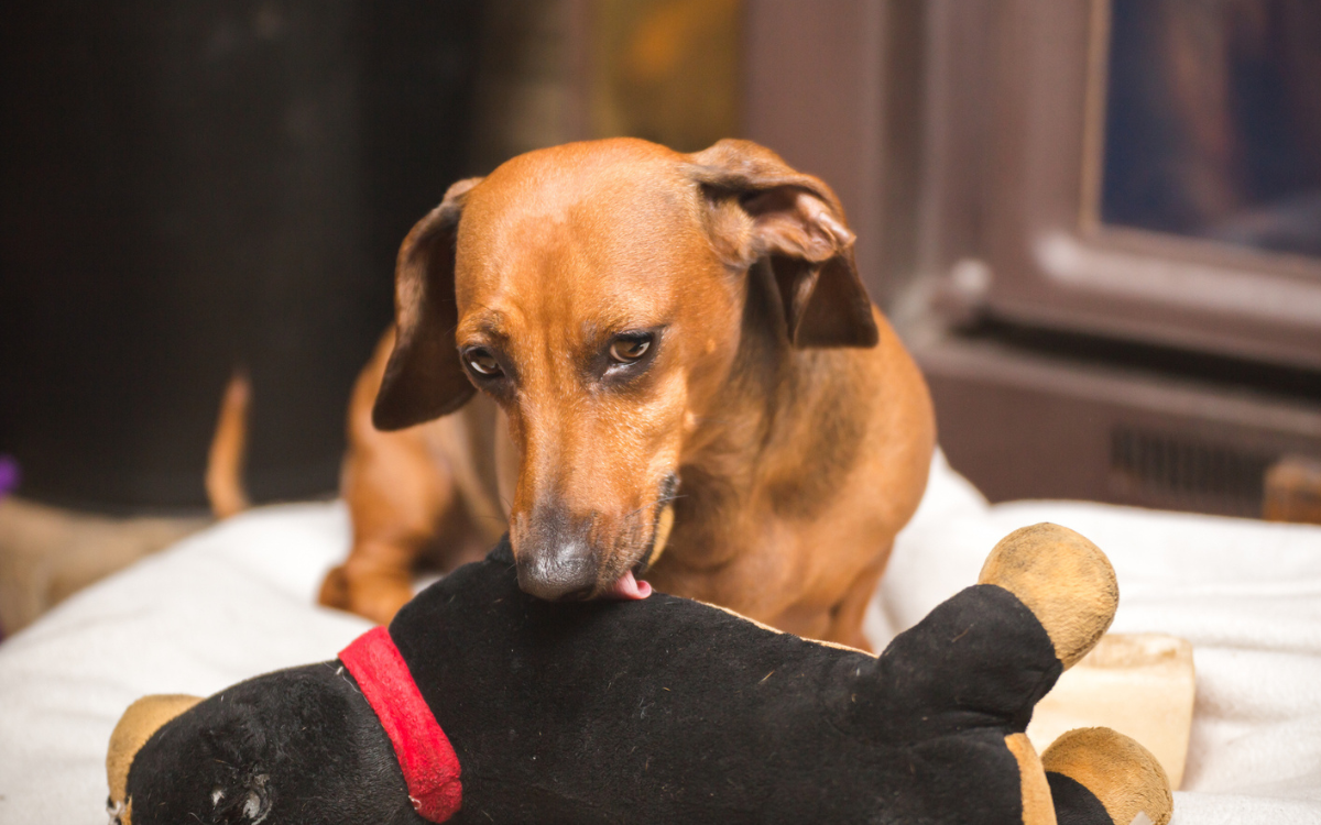 A dachshund holding a cuddly toy.