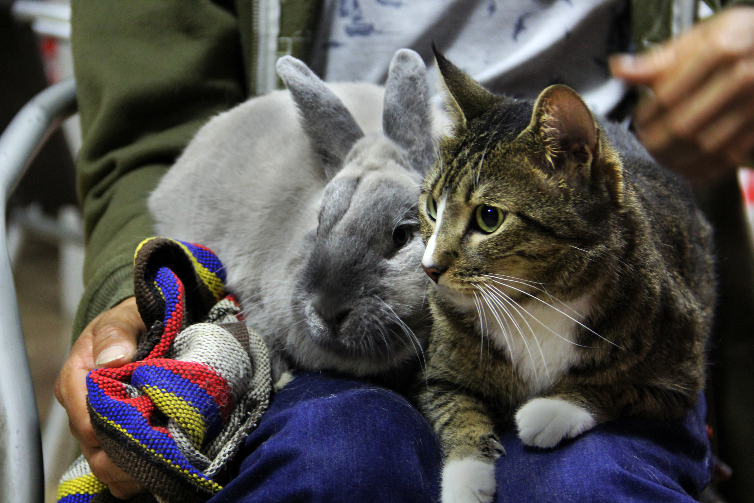 Hysterics as Cat Stops Bunny From Going Out: 'If I'm Not Leaving No One ...