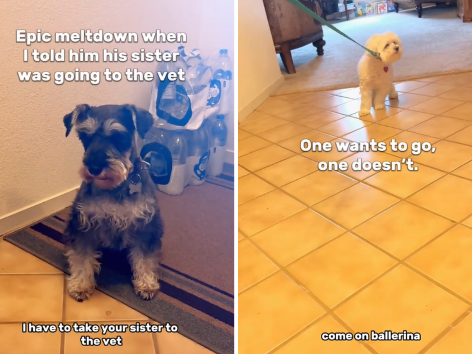 Two clearance sisters schnauzers