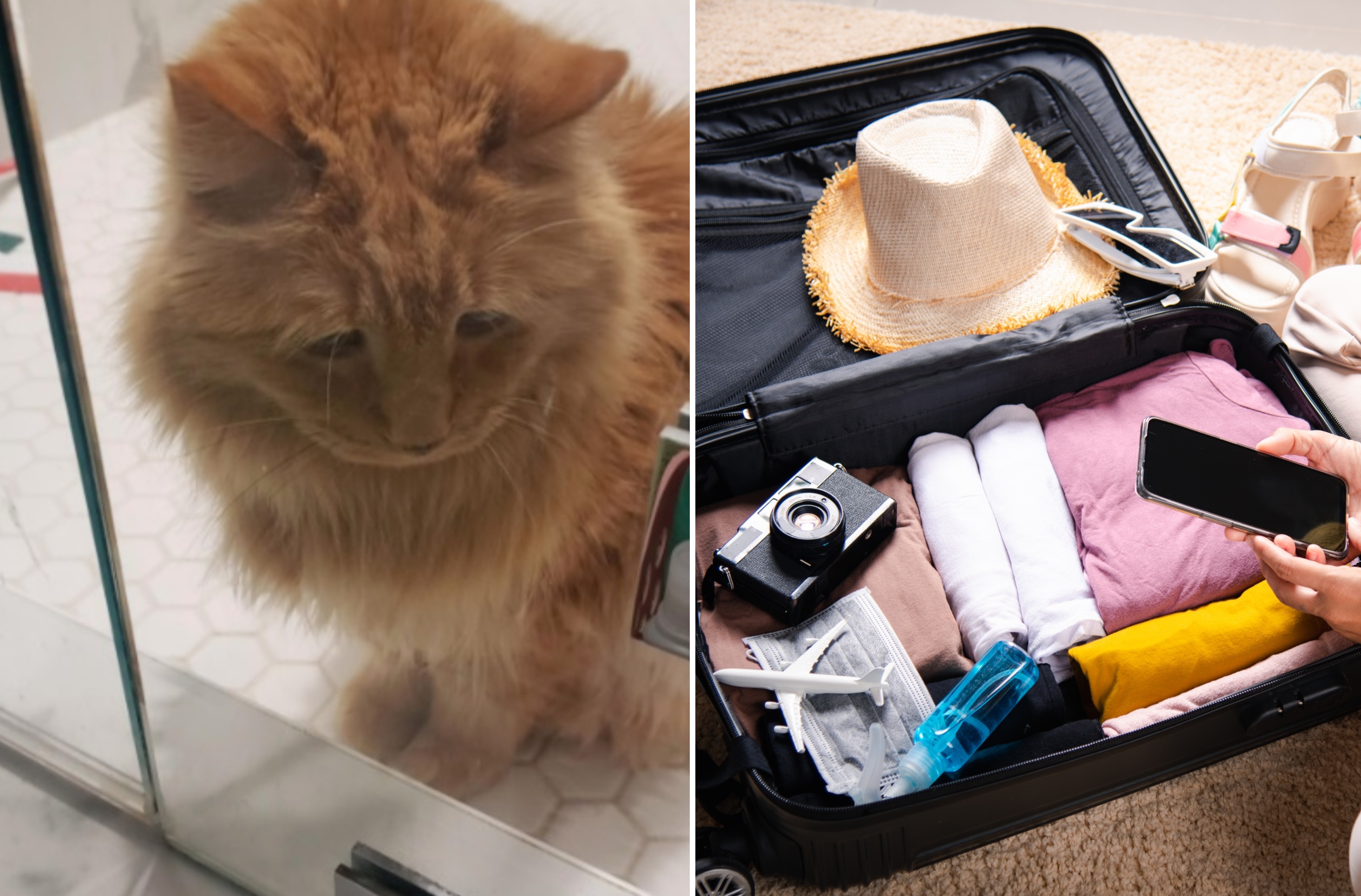 Cat Has Unexpected Reaction to Owner Getting Suitcase Out Before Away Trip Cat Has Unexpected Reaction to Owner Getting Suitcase Out Before Away Trip
