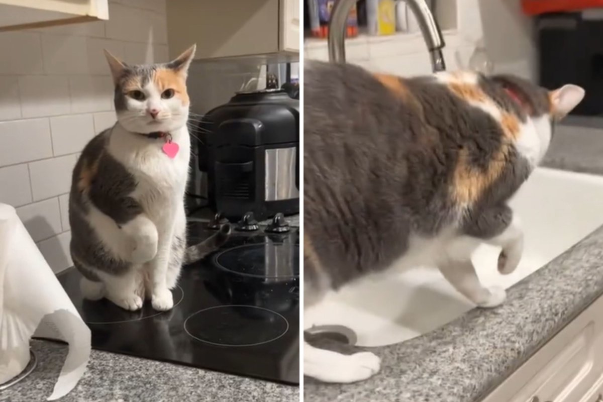 Woman Pays K at Vet for Limping Cat, Gets Diagnosis She Never Expected Woman Pays K at Vet for Limping Cat, Gets Diagnosis She Never Expected