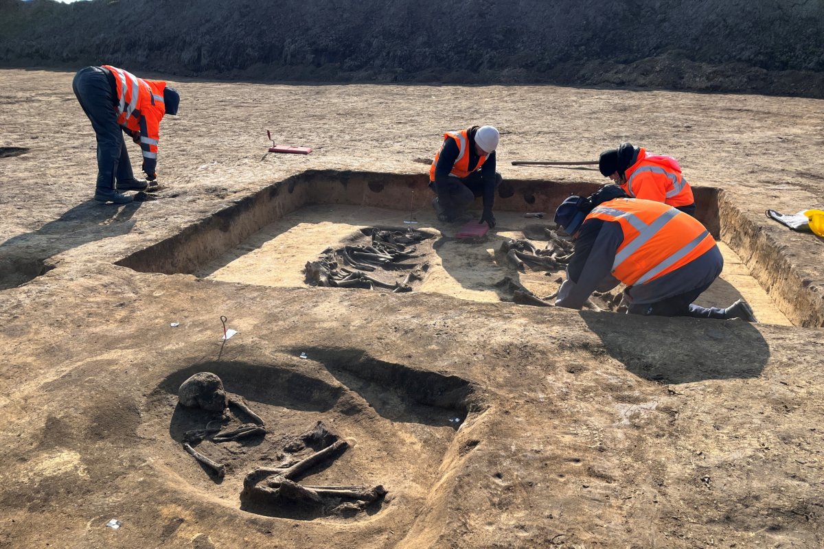 Archaeologists excavate cattle and human burial