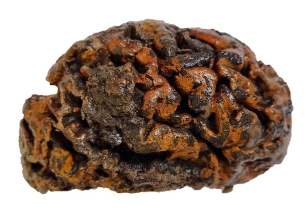A 1,000-year-old preserved human brain from Belgium