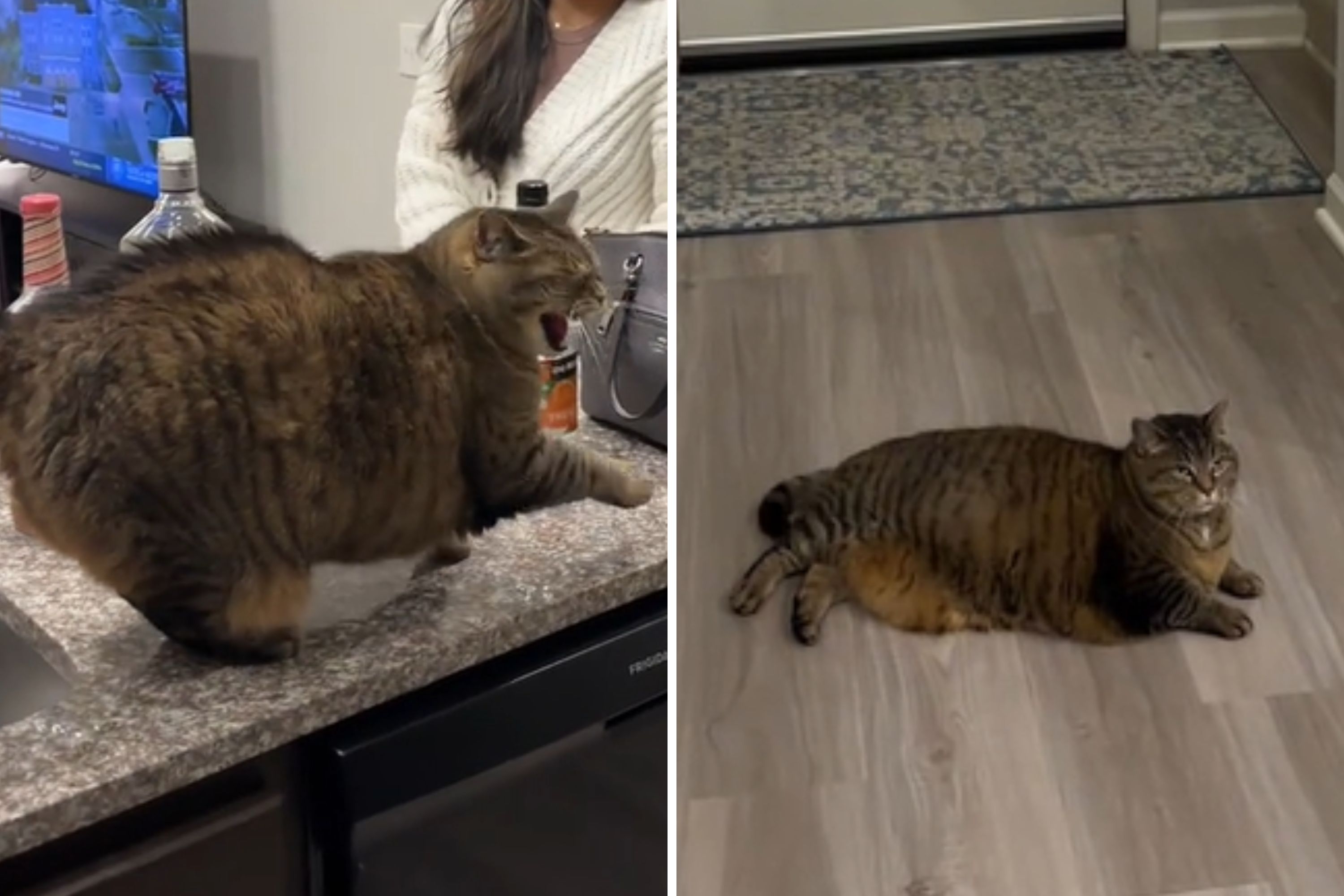 Watch How Cat 'Asserts Dominance' When Owner Has Guests Over - Newsweek