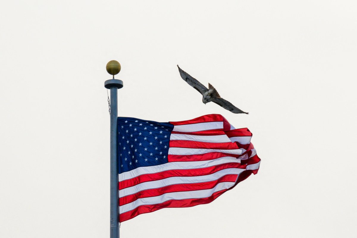 A hawk flies near a US flag 
