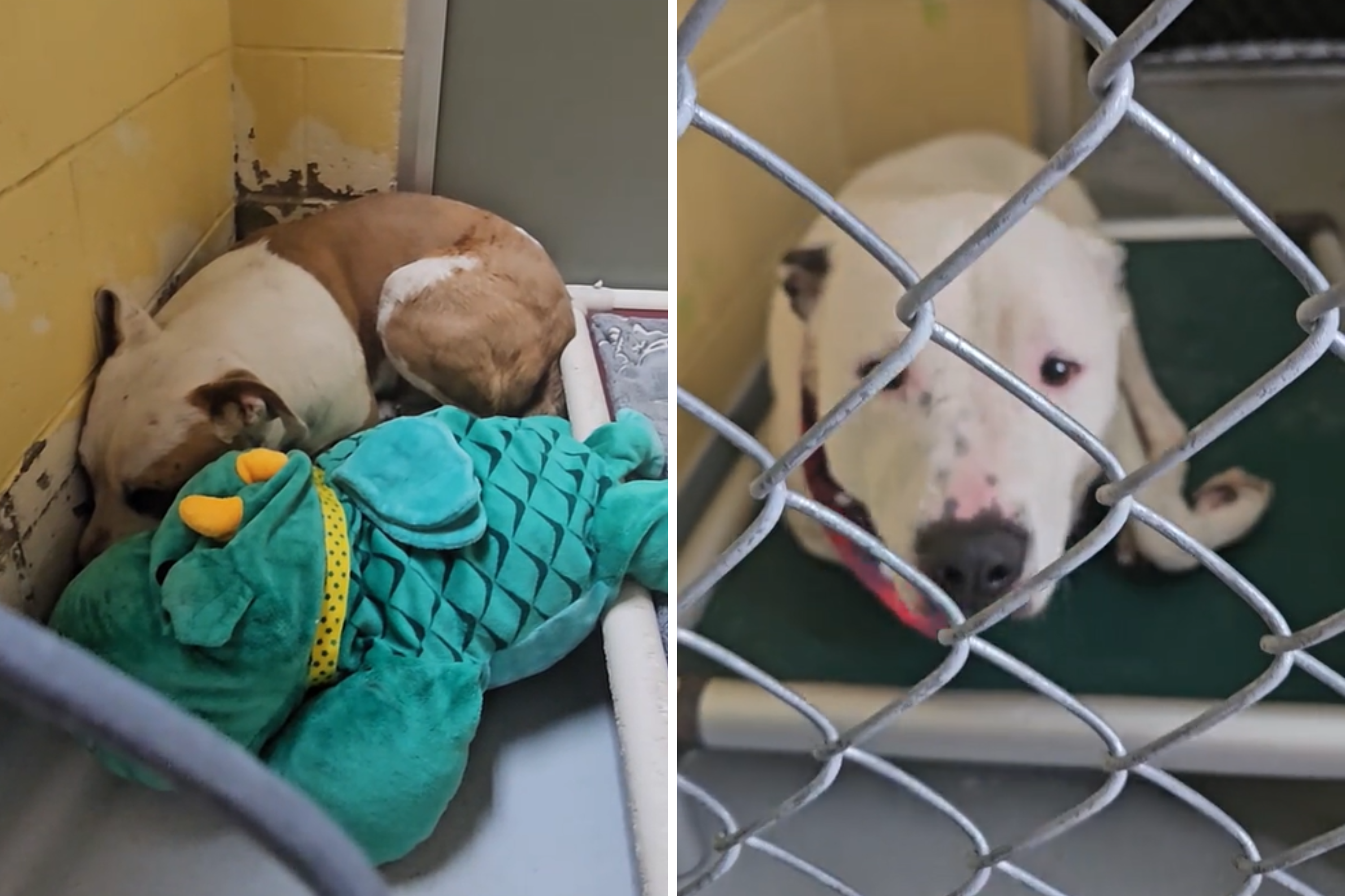 Tears Over Dogs Reactions After They Are Surrendered to a Kill Shelter - Vimarsana News