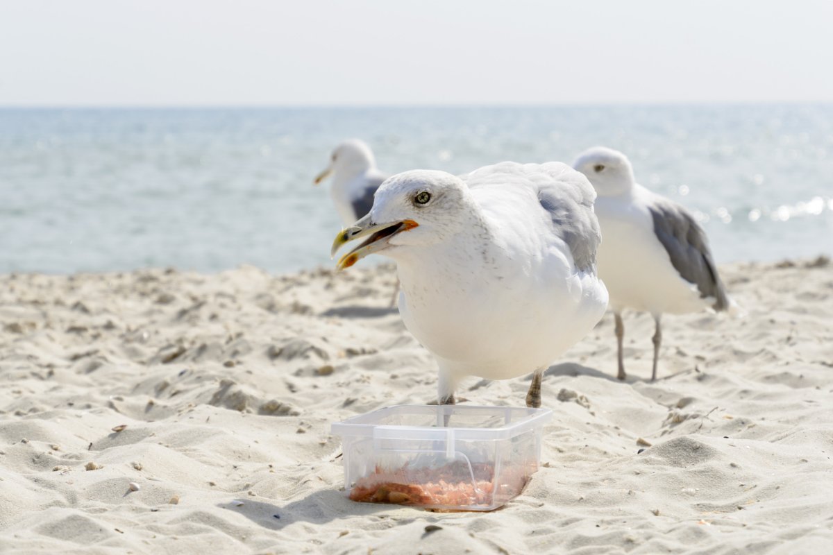 seagulls steal food from woman at beach