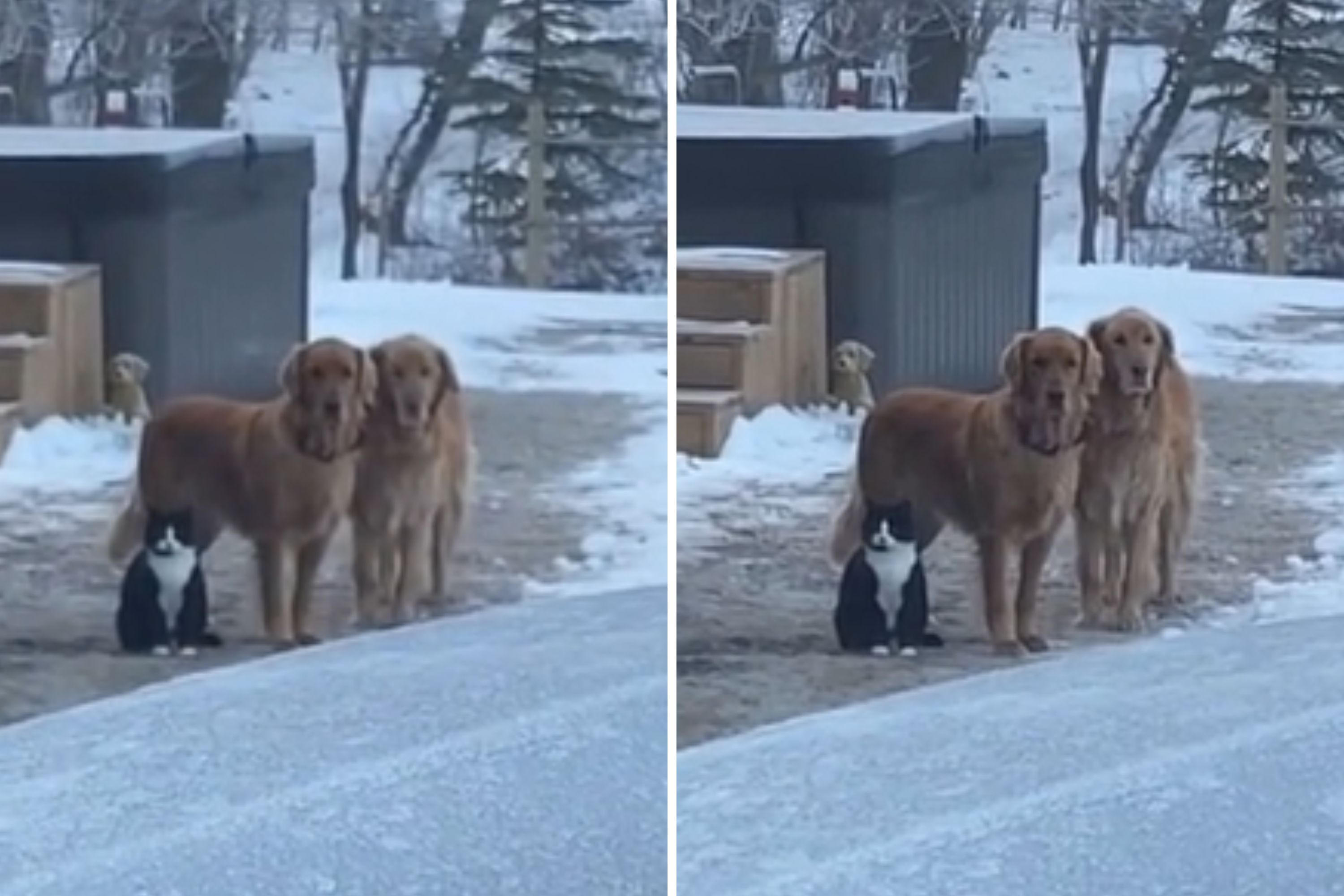 Woman Captures Heartbreaking Moment Pets Watch Her Pull Out of Driveway Woman Captures Heartbreaking Moment Pets Watch Her Pull Out of Driveway