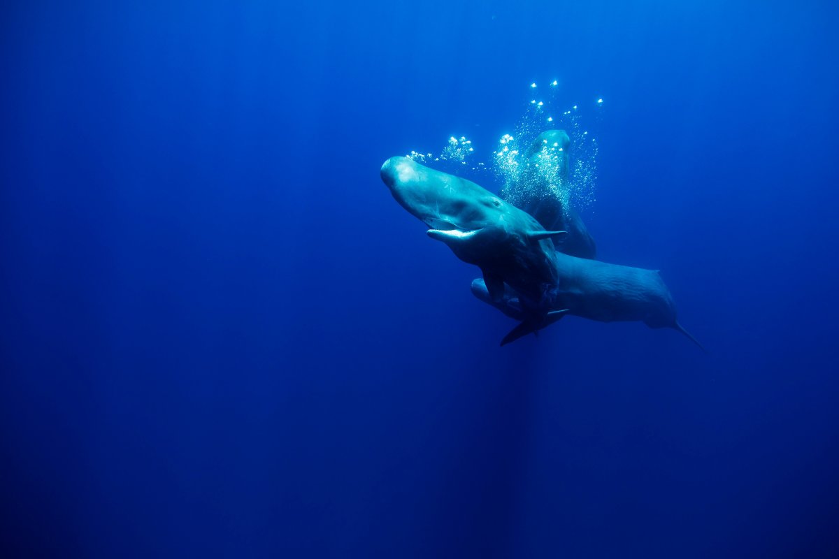 sperm whale Azores Portugal