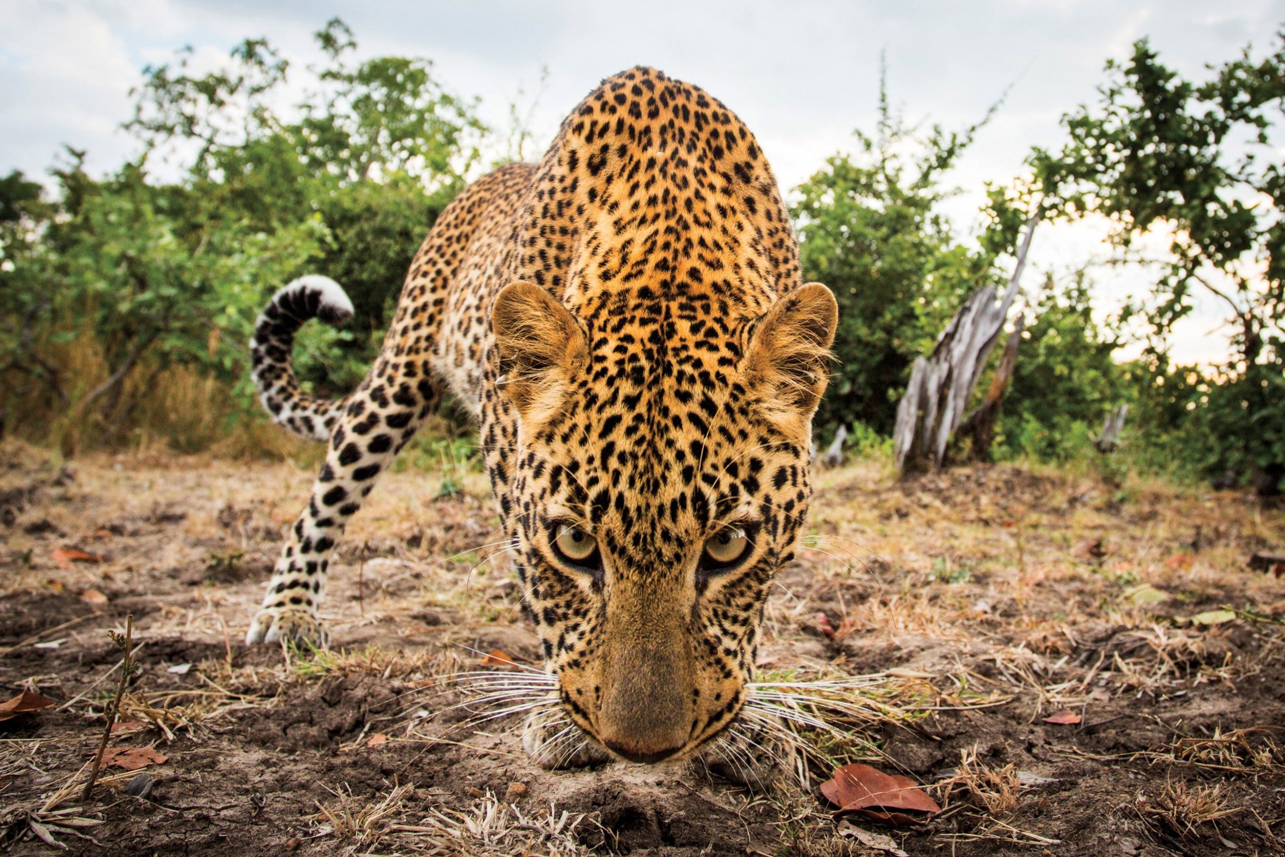 zambia best safari