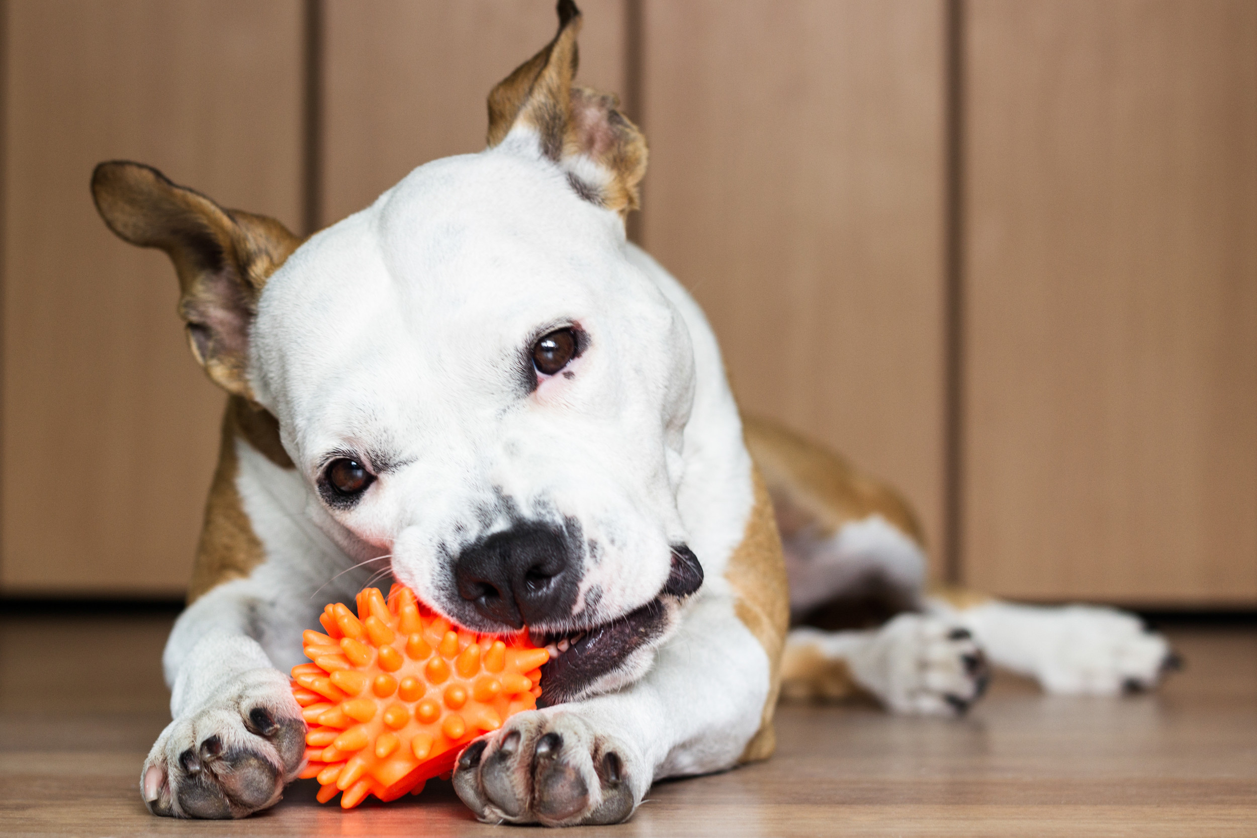 Dogs Understand More Than They Let On, Brain Scans Reveal